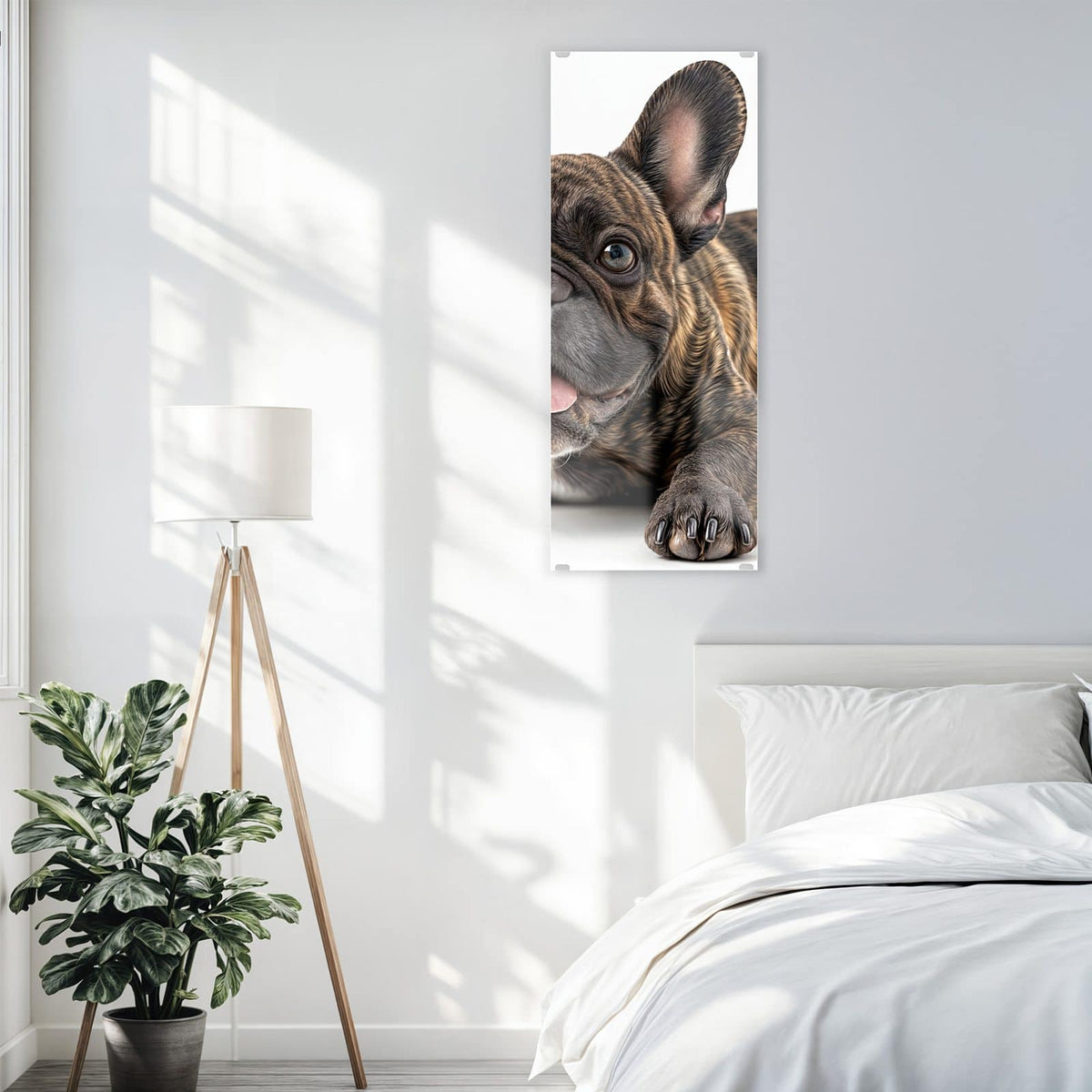 Glasbild Liegende Bulldogge an der Wand – Gestromte Französische Bulldogge liegt frontal, Zunge heraus, weißer Hintergrund