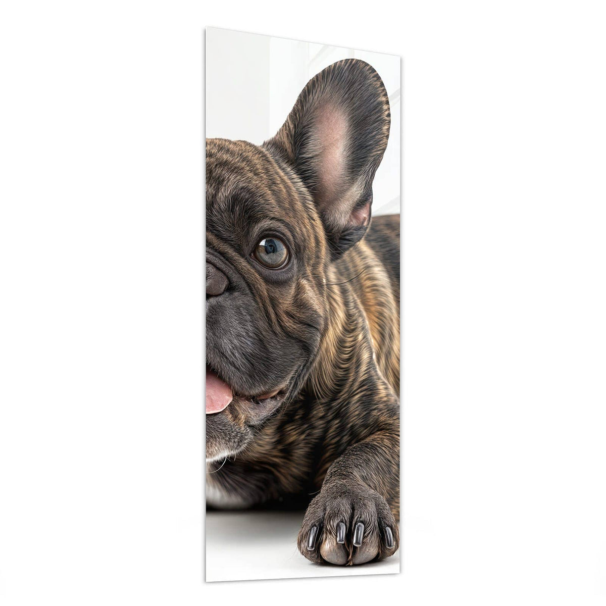 Glasbild Liegende Bulldogge von der Seite, 4 mm Echtglas