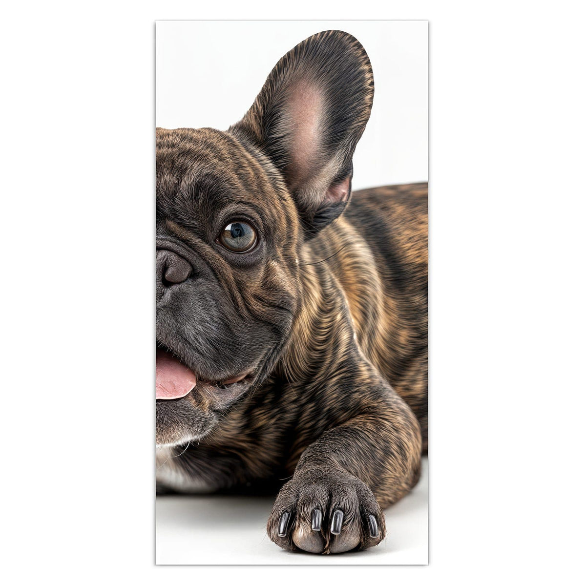11 Größen – von 30 × 60 bis 60 × 150 cm – Wandbild - Liegende Bulldogge - Hochformat