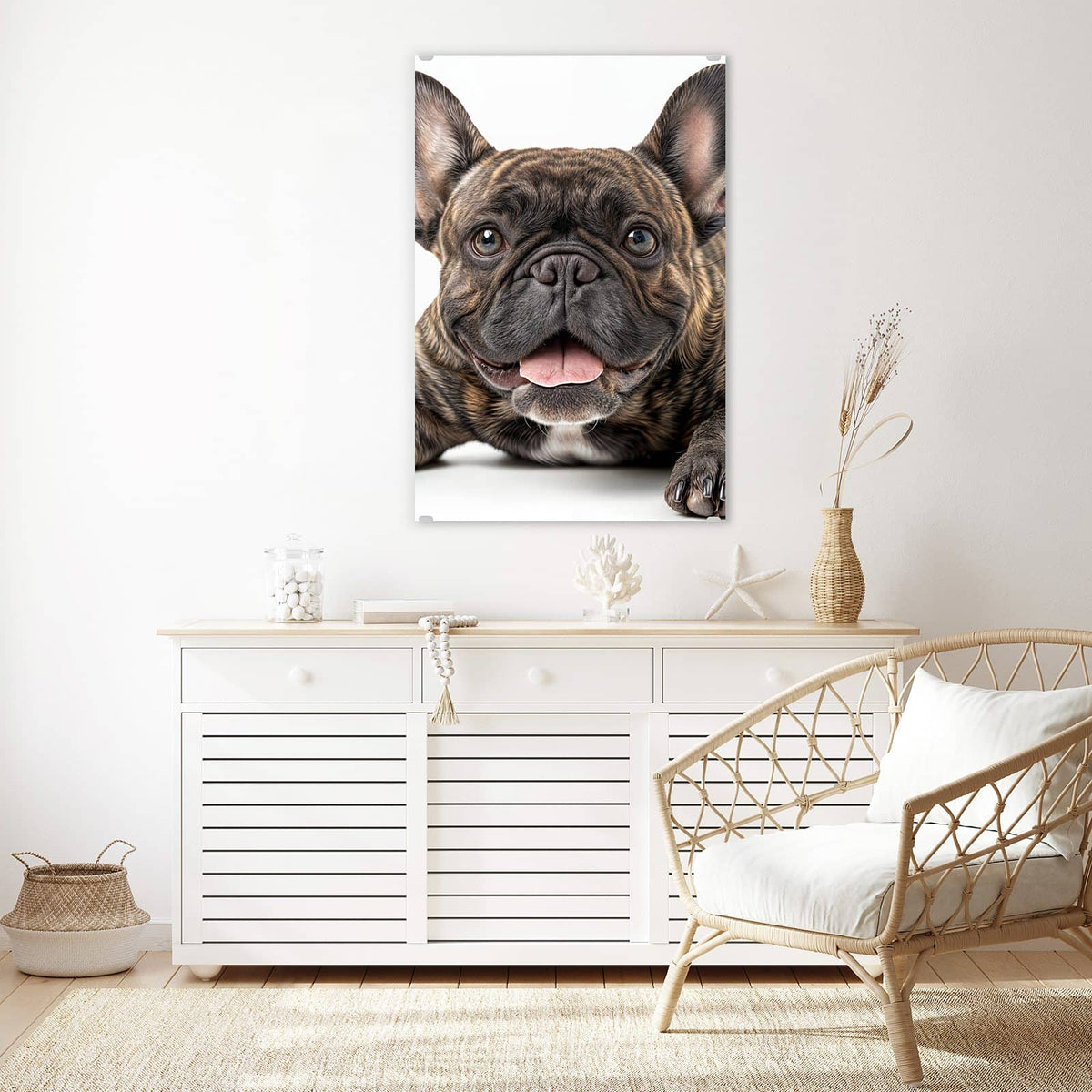 Glasbild Liegende Bulldogge an der Wand – Gestromte Französische Bulldogge liegt frontal, Zunge heraus, weißer Hintergrund