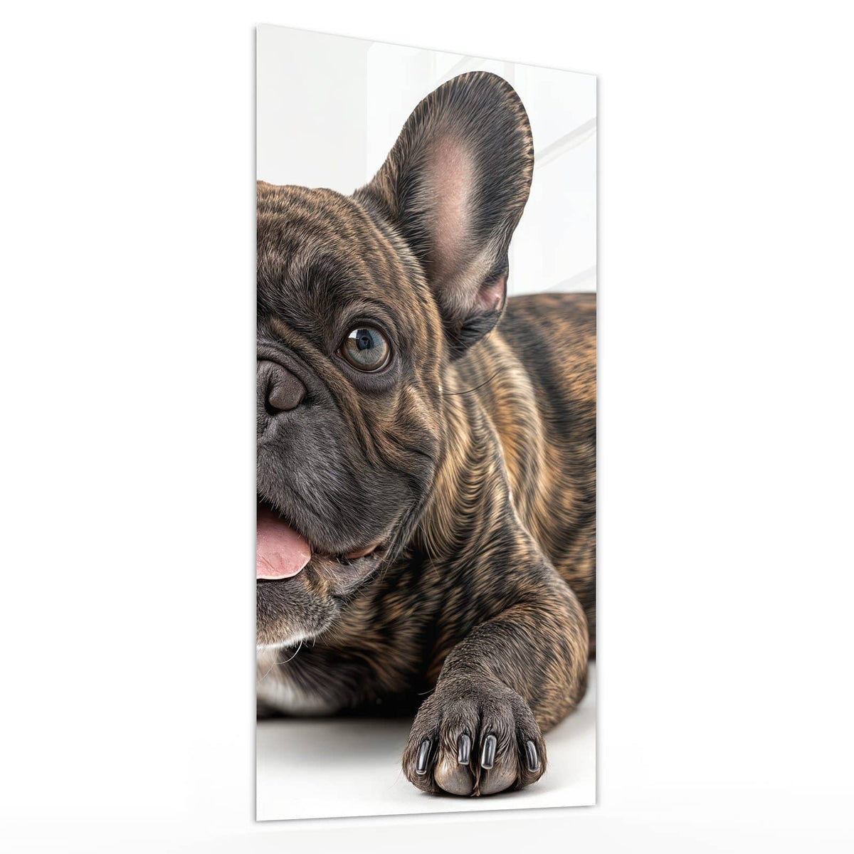 Glasbild Liegende Bulldogge von der Seite, 4 mm Echtglas