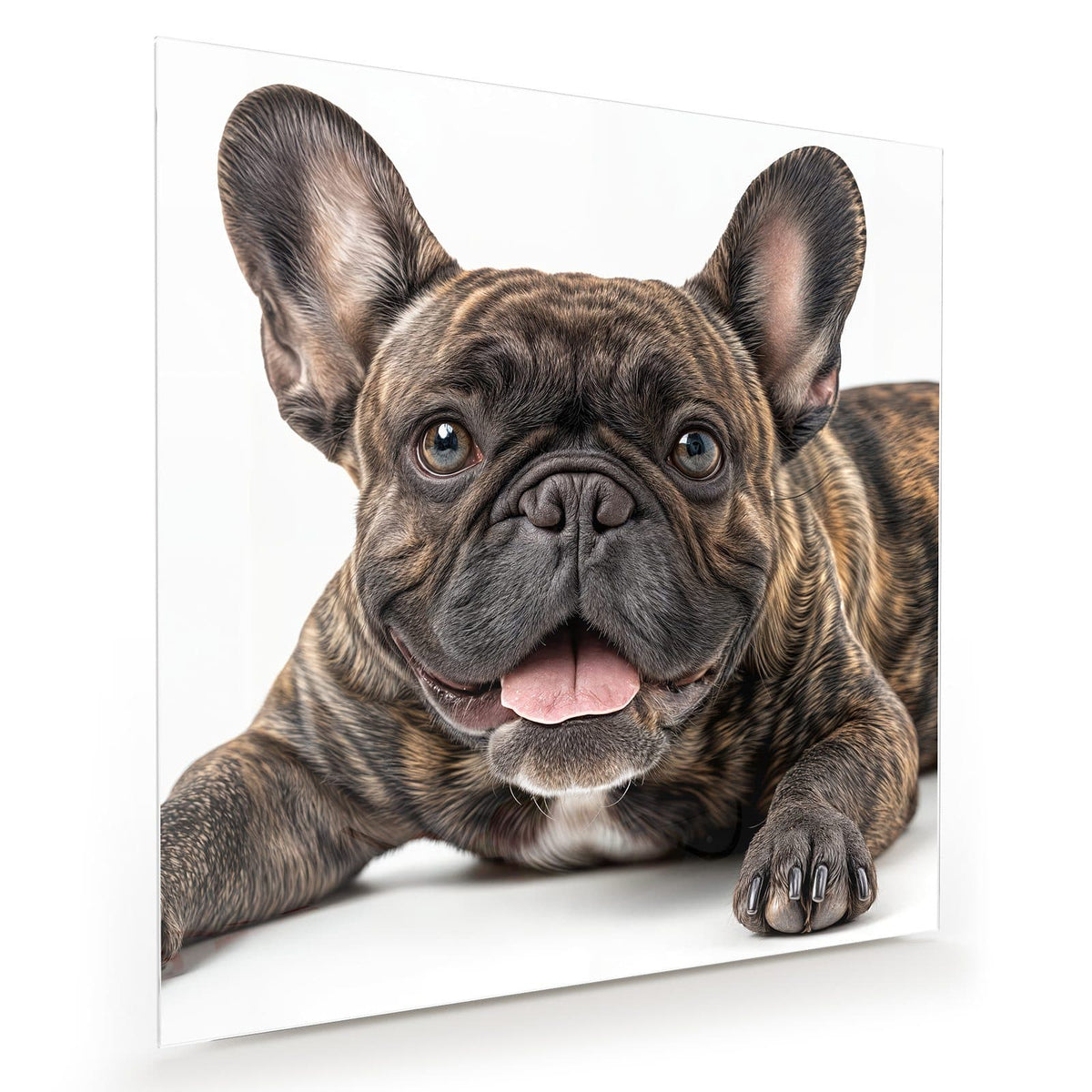 Gestromte Französische Bulldogge liegt frontal, Zunge heraus, weißer Hintergrund