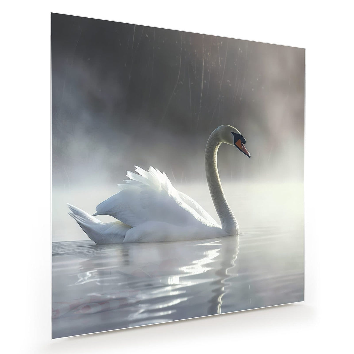 Weißer Höckerschwan auf nebligem Wasser mit Spiegelung