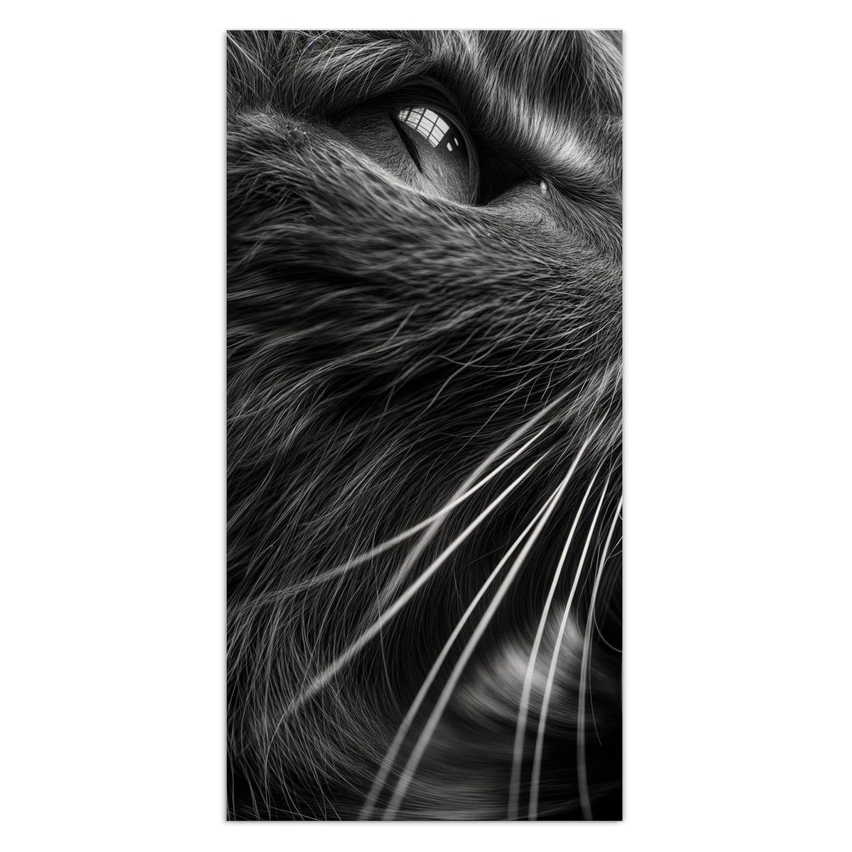 Schwarzweiß-Nahaufnahme einer Katze, die nach oben blickt, lange helle Schnurrhaare