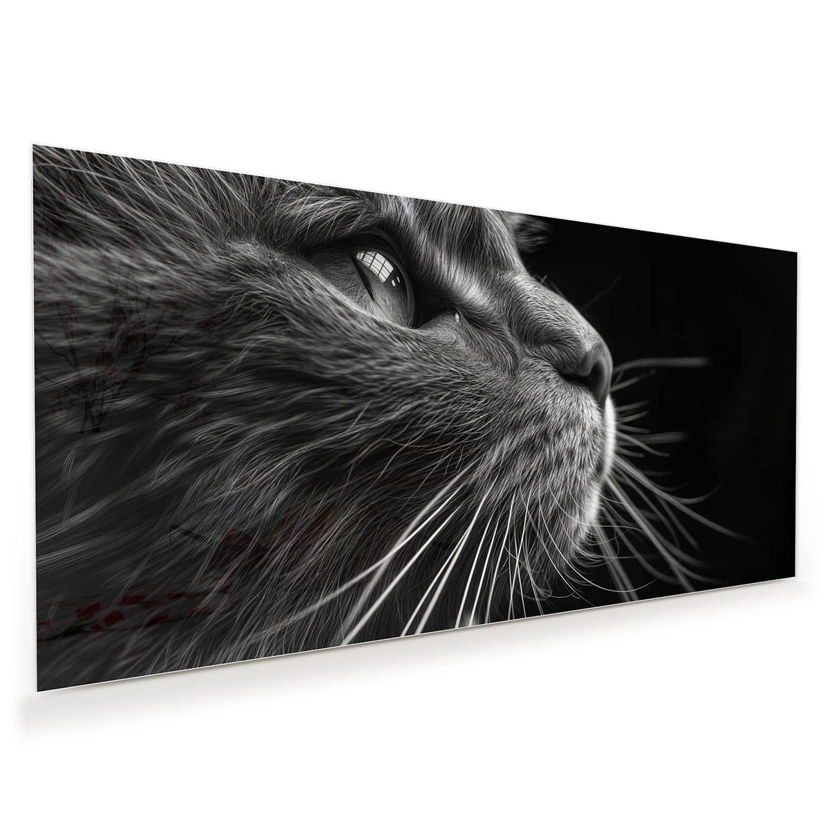 Schwarzweiß-Nahaufnahme einer Katze, die nach oben blickt, lange helle Schnurrhaare