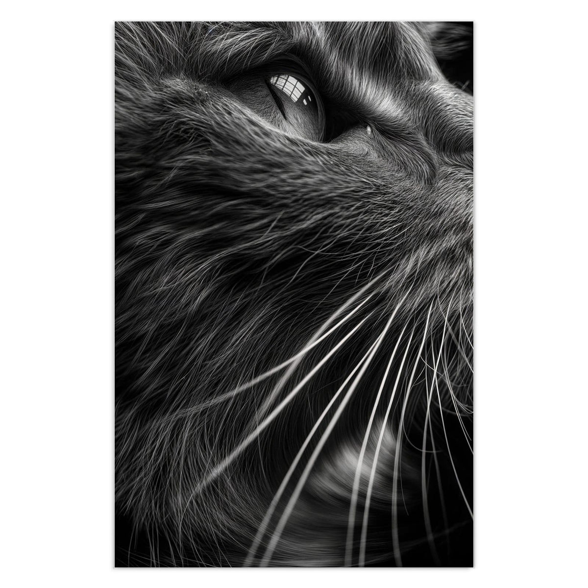 Schwarzweiß-Nahaufnahme einer Katze, die nach oben blickt, lange helle Schnurrhaare