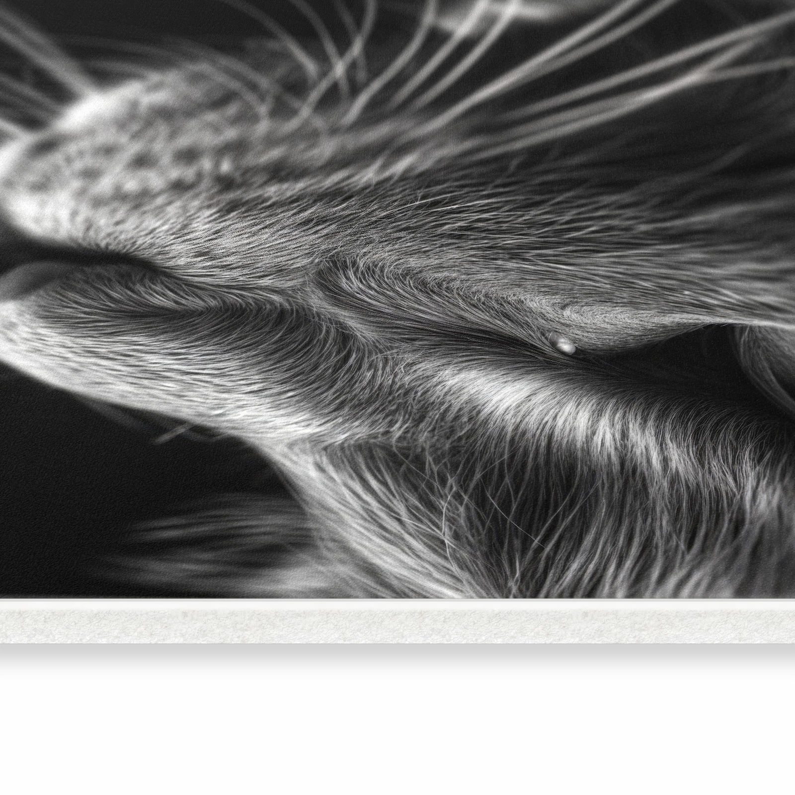 Küchenläufer - Nahaufnahme Katze