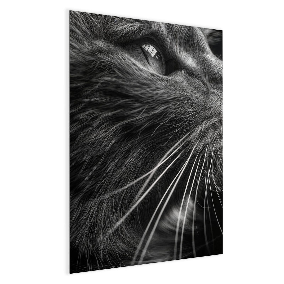 Schwarzweiß-Nahaufnahme einer Katze, die nach oben blickt, lange helle Schnurrhaare