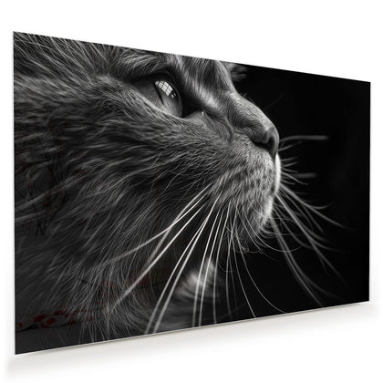 Wandbild mit dem Motiv Katze in Schwarzweiß