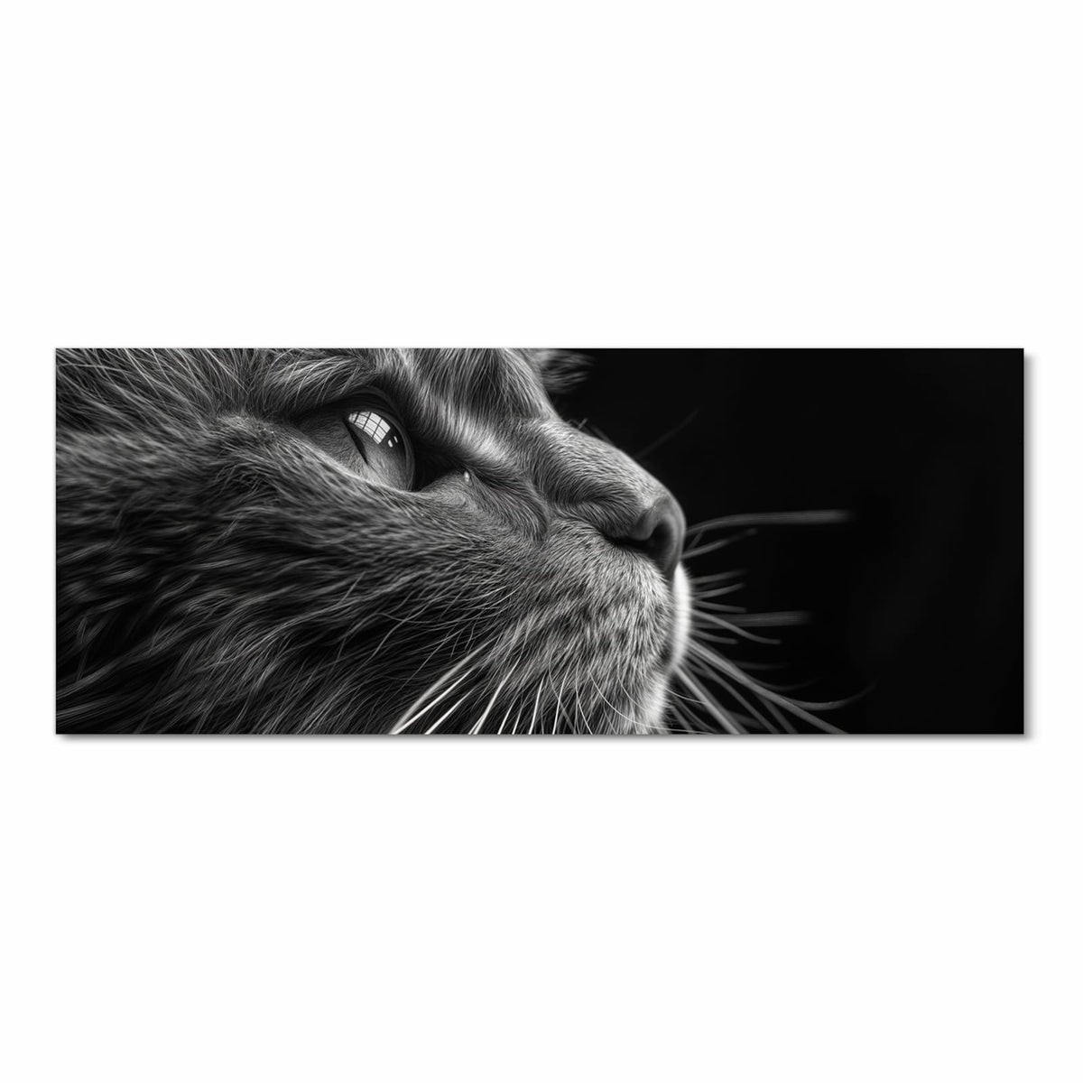 Schwarzweiß-Nahaufnahme einer Katze, die nach oben blickt, lange helle Schnurrhaare