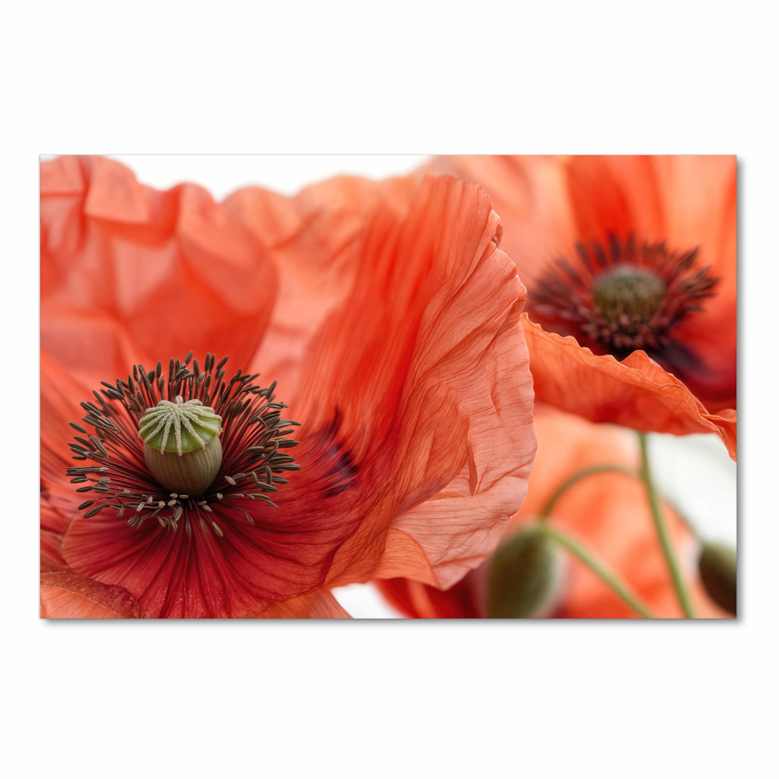 Komfortabler waschbarer Küchenteppich mit Motiv Mohnblüten in Frontansicht