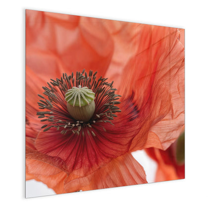 Magnettafel mit dem Motiv Mohnblüten