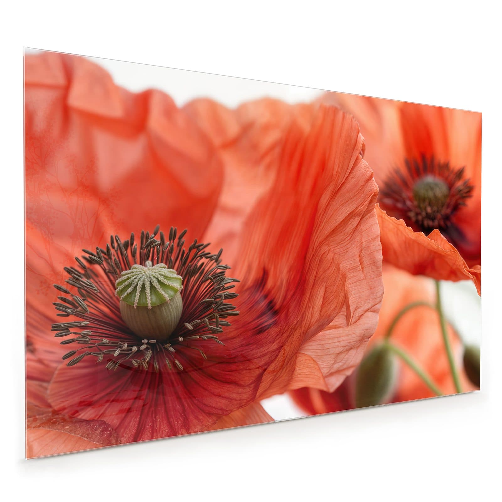 #80 x 120 cm_