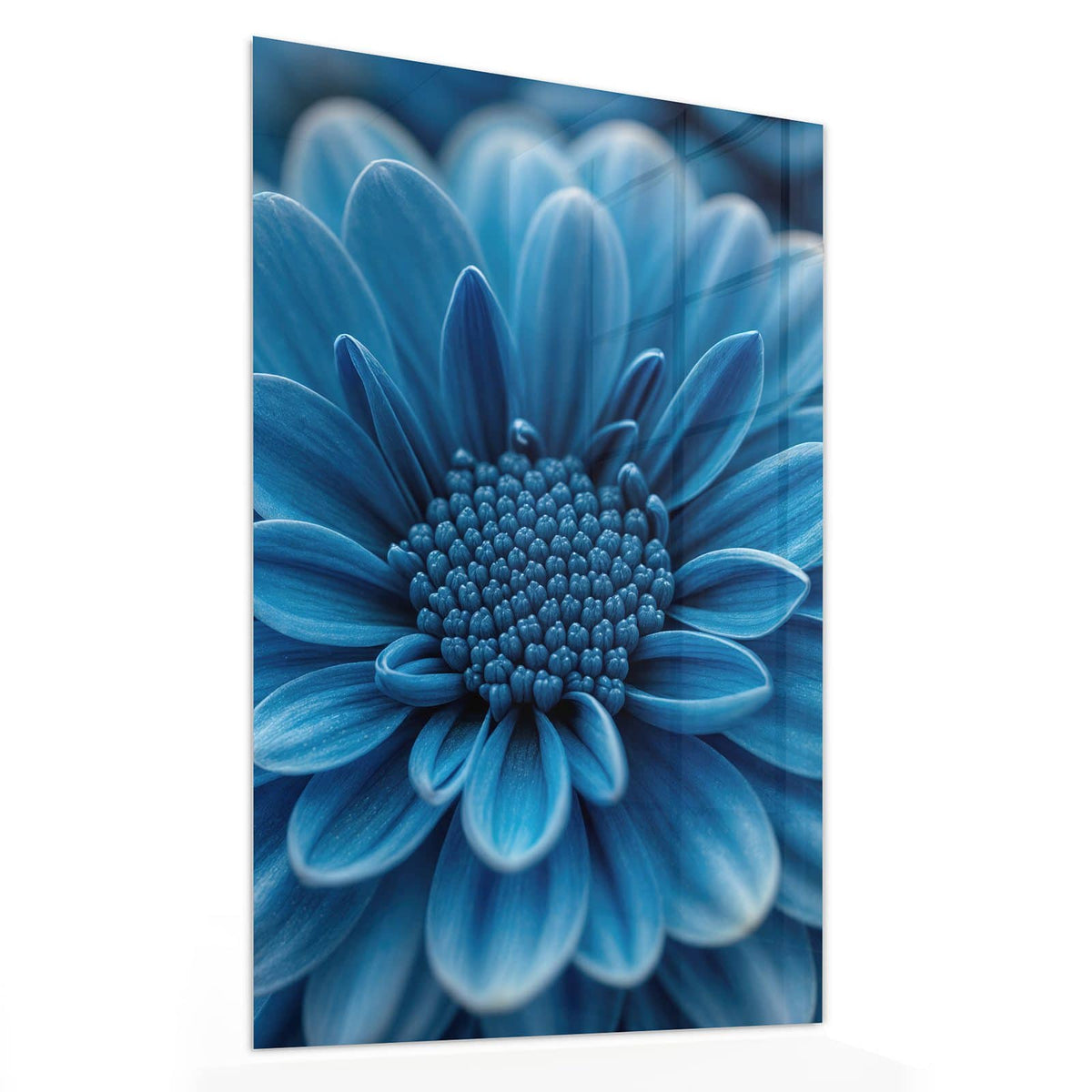 Glasbild Blaue Chrysantheme von der Seite, 4 mm Echtglas