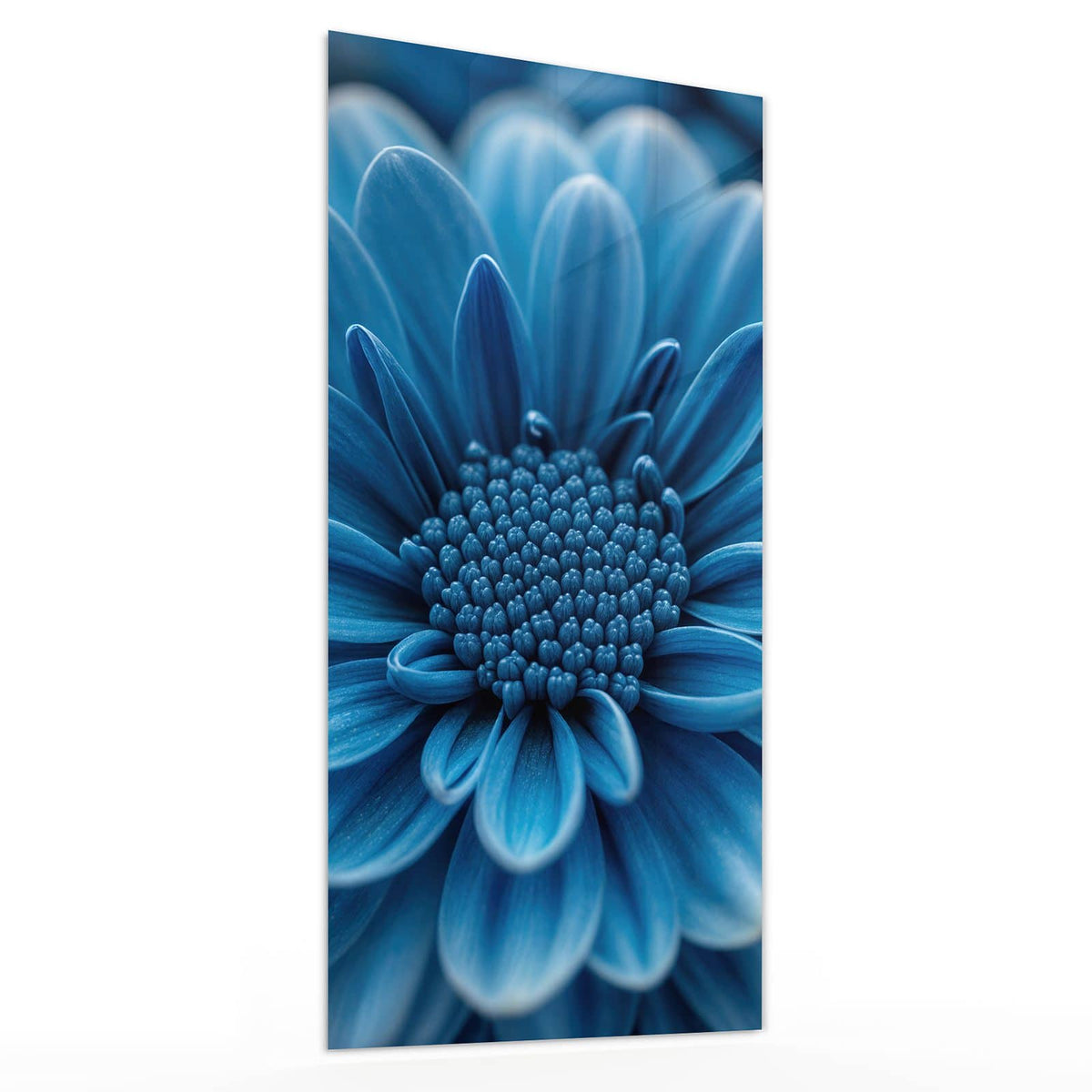 Glasbild Blaue Chrysantheme von der Seite, 4 mm Echtglas