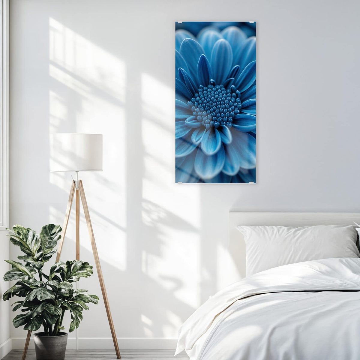 Glasbild Blaue Chrysantheme an der Wand – Makro einer dicht gefüllten, kräftig blauen Chrysanthemenblüte vor dunklem Grund.