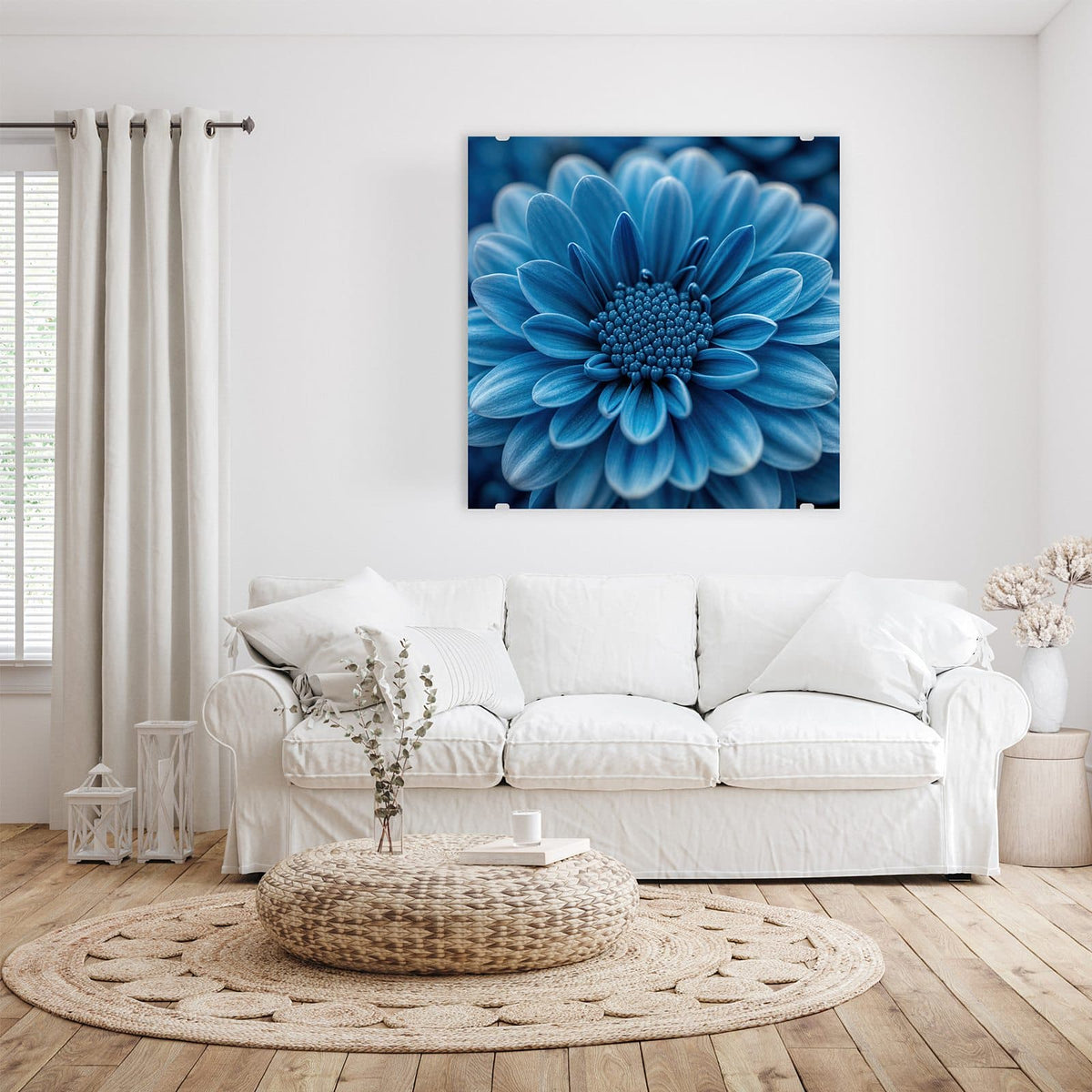 Glasbild Blaue Chrysantheme an der Wand – Makro einer dicht gefüllten, kräftig blauen Chrysanthemenblüte vor dunklem Grund.