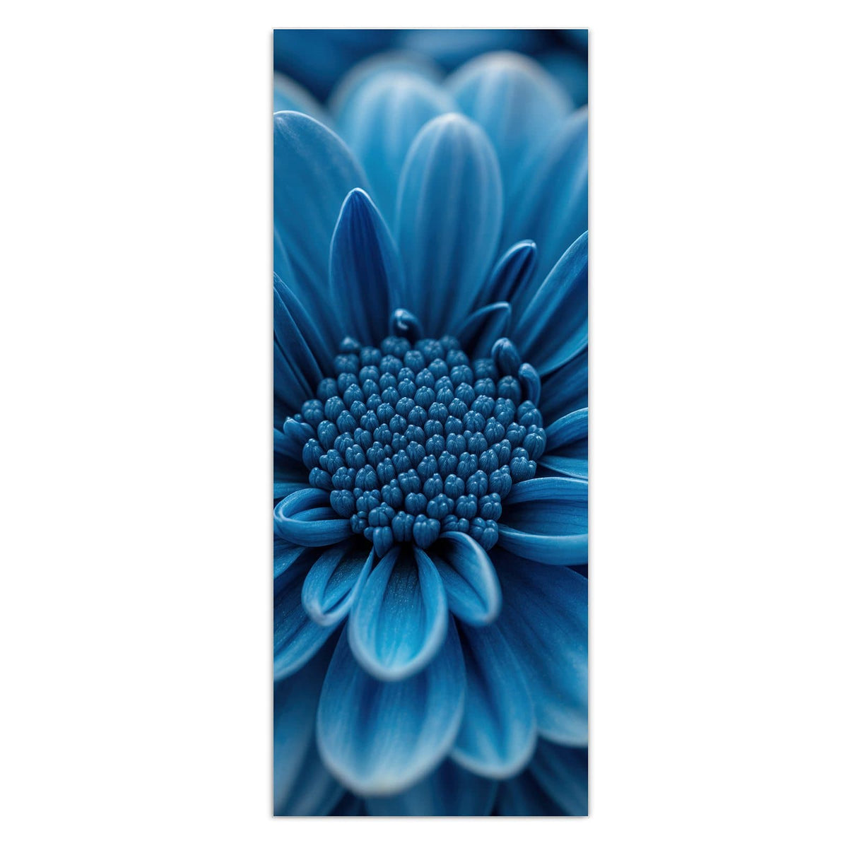 Makro einer dicht gefüllten, kräftig blauen Chrysanthemenblüte vor dunklem Grund.