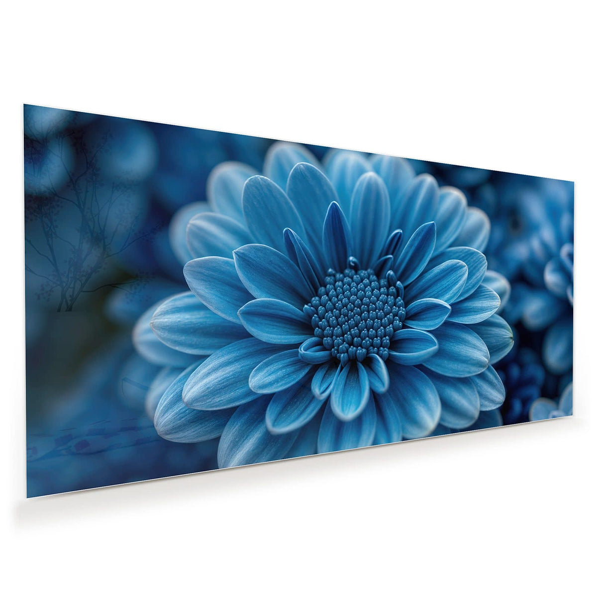 Makro einer dicht gefüllten, kräftig blauen Chrysanthemenblüte vor dunklem Grund.
