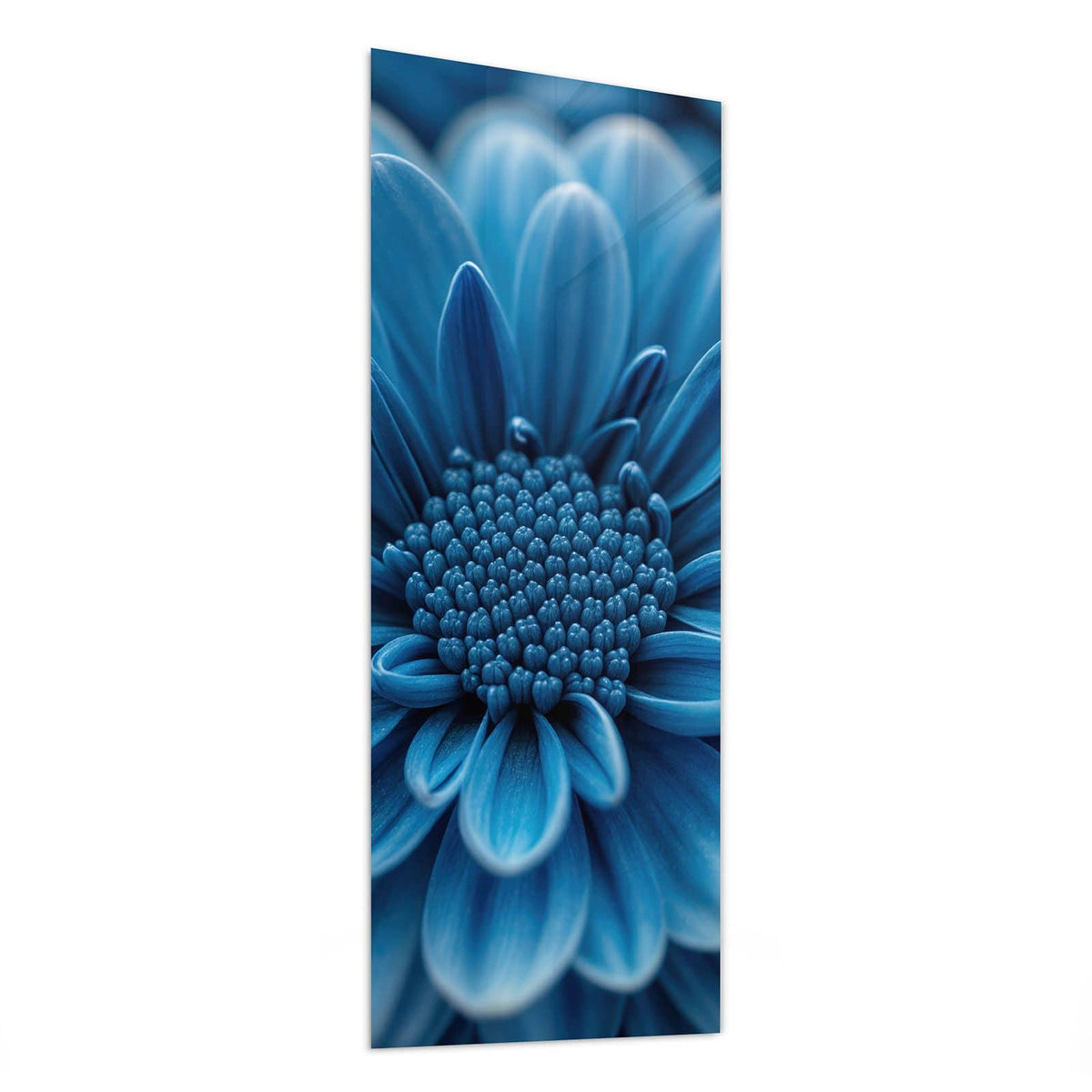 Glasbild Blaue Chrysantheme von der Seite, 4 mm Echtglas