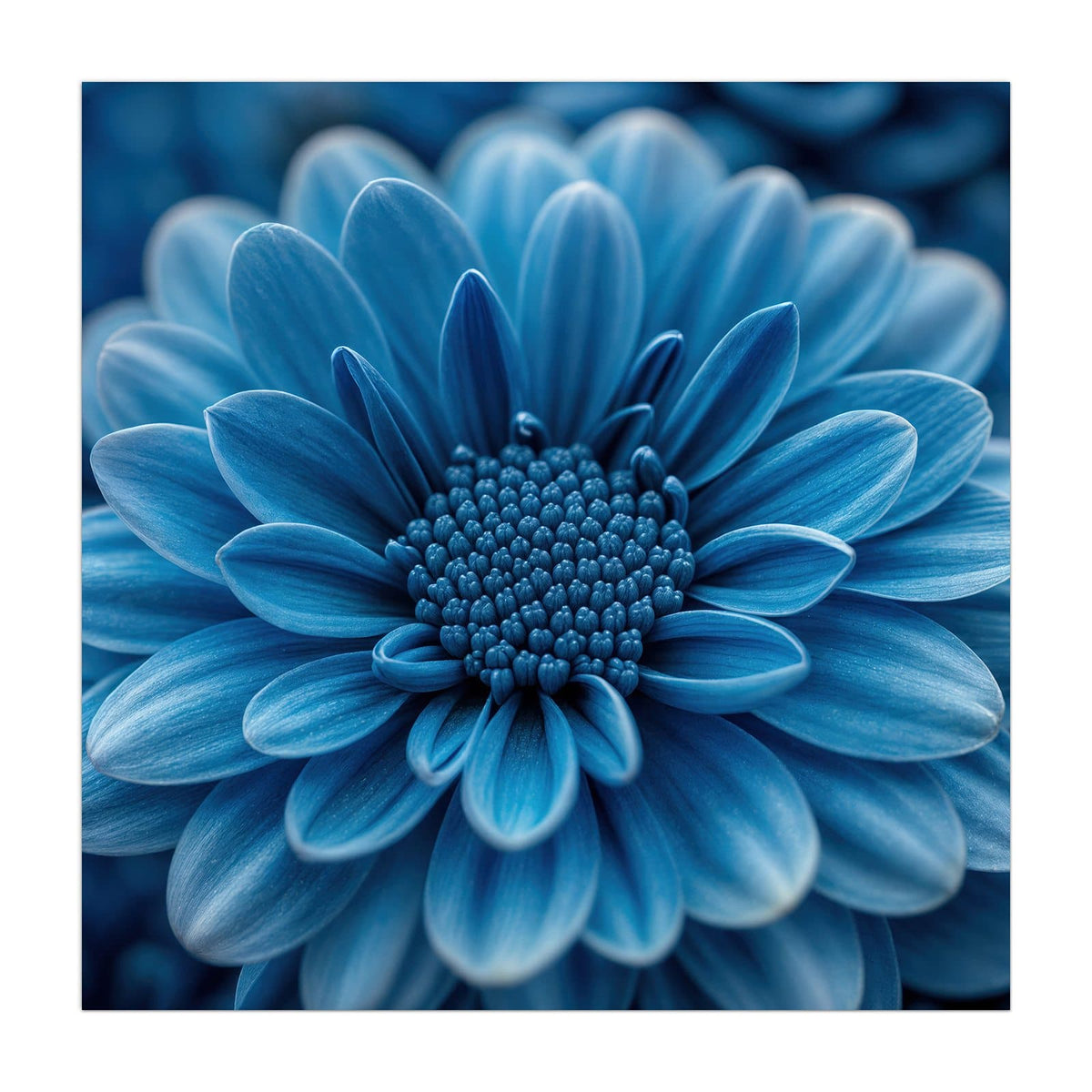Makro einer dicht gefüllten, kräftig blauen Chrysanthemenblüte vor dunklem Grund.