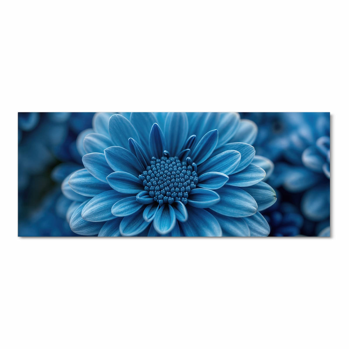 Makro einer dicht gefüllten, kräftig blauen Chrysanthemenblüte vor dunklem Grund.