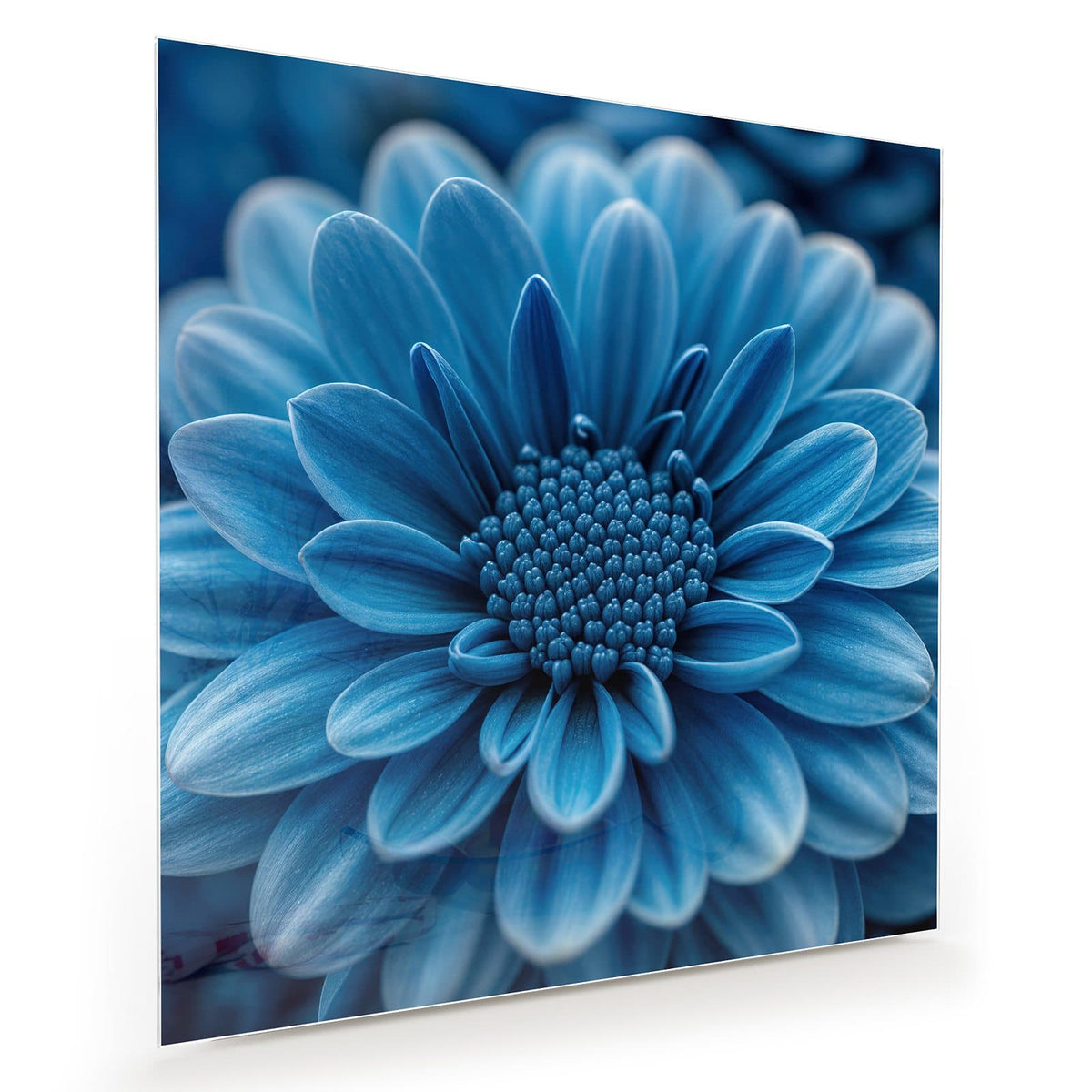 Makro einer dicht gefüllten, kräftig blauen Chrysanthemenblüte vor dunklem Grund.