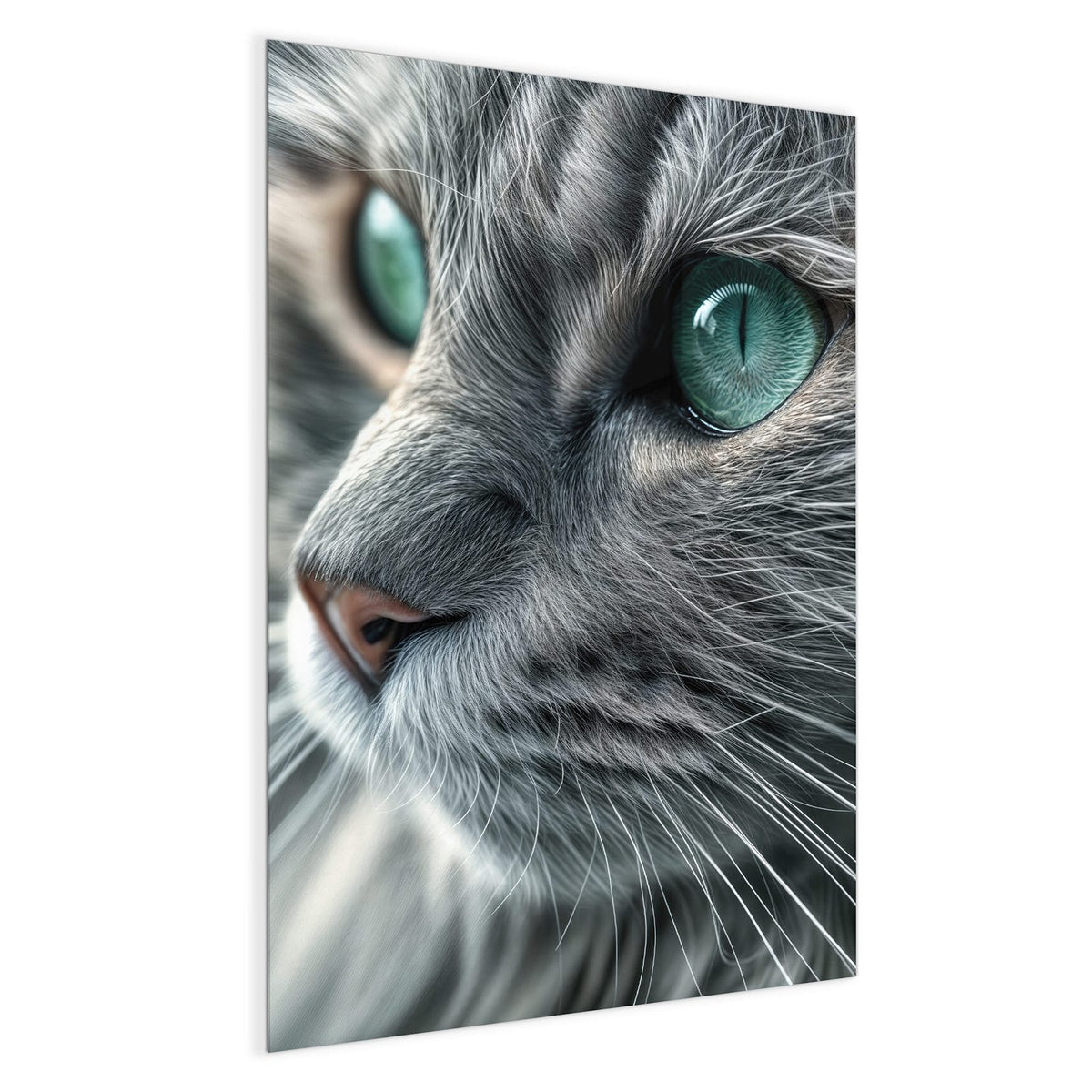 Graue Langhaarkatze im Halbprofil, große türkisgrüne Augen, Fell in Nahaufnahme