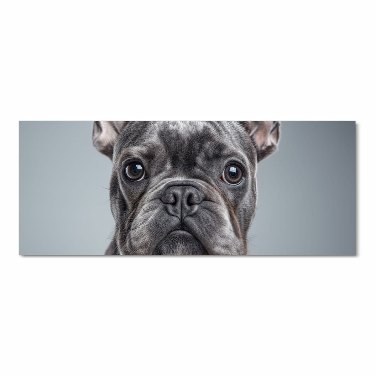 Graue Französische Bulldogge frontal, Kopf formatfüllend vor hellgrauem Hintergrund