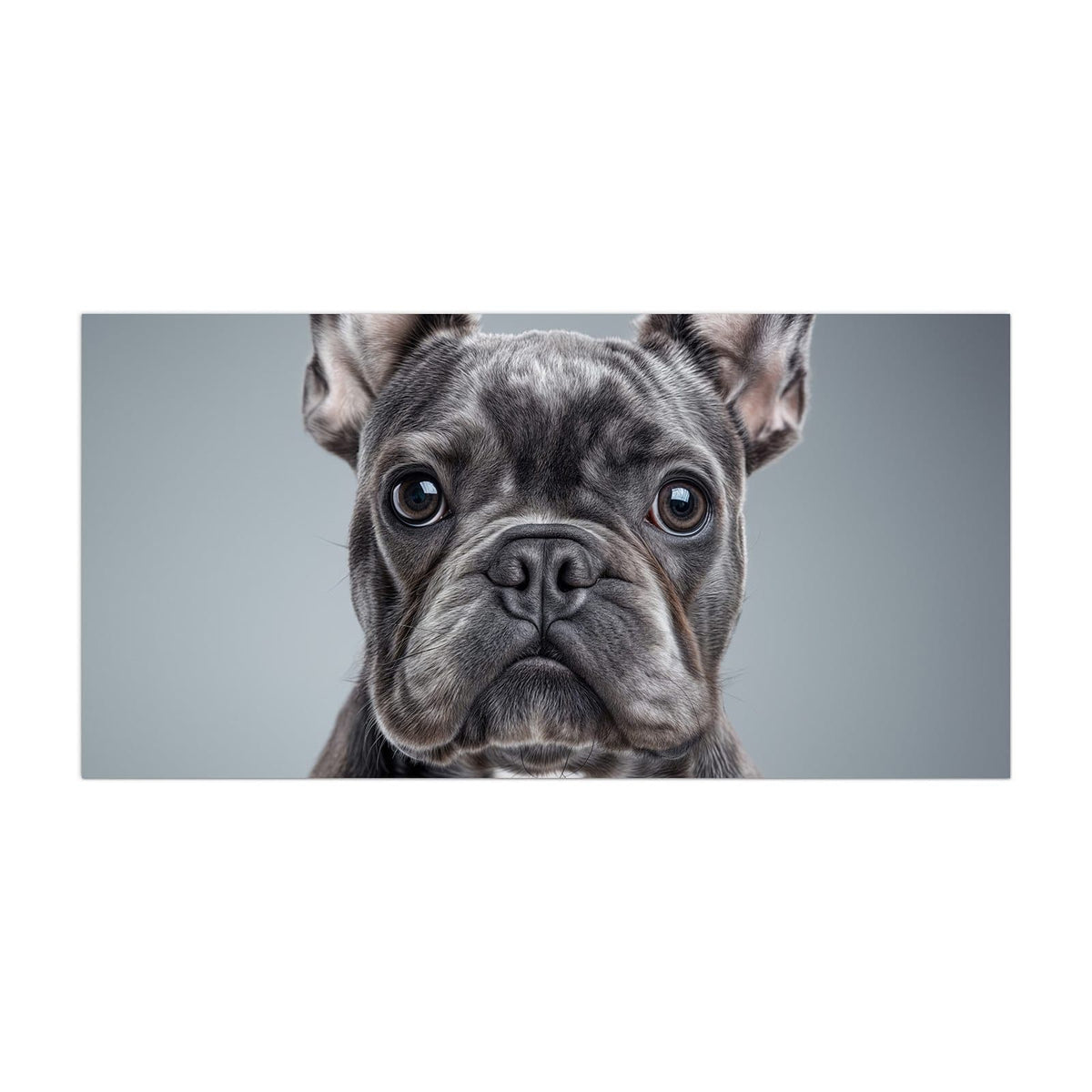 Küchenrückwand aus Glas Französische Bulldogge im Hochformat, Motiv bildfüllend von vorn