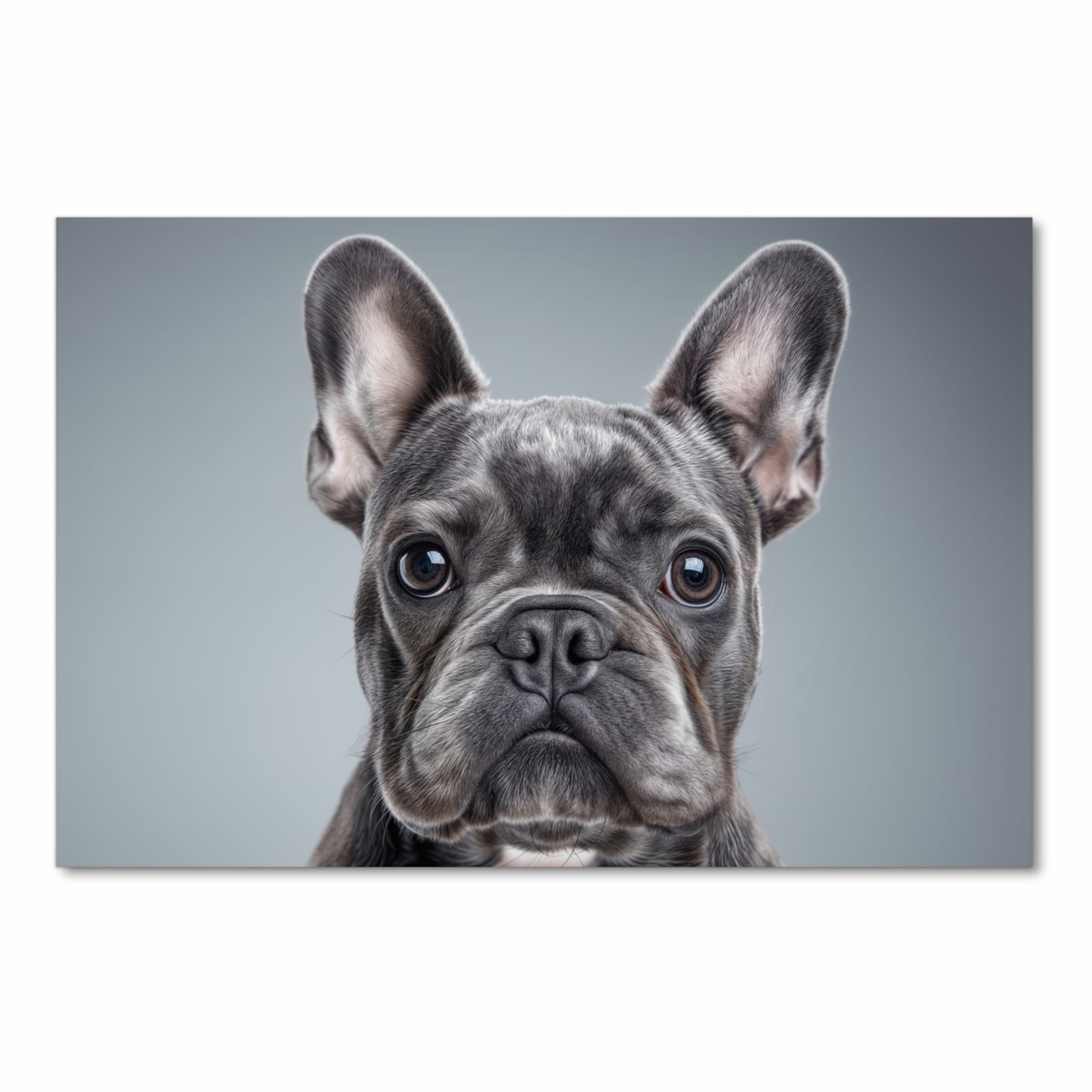 Bodenschonender rutschfester Küchenteppich mit Motiv Französische Bulldogge in Frontansicht