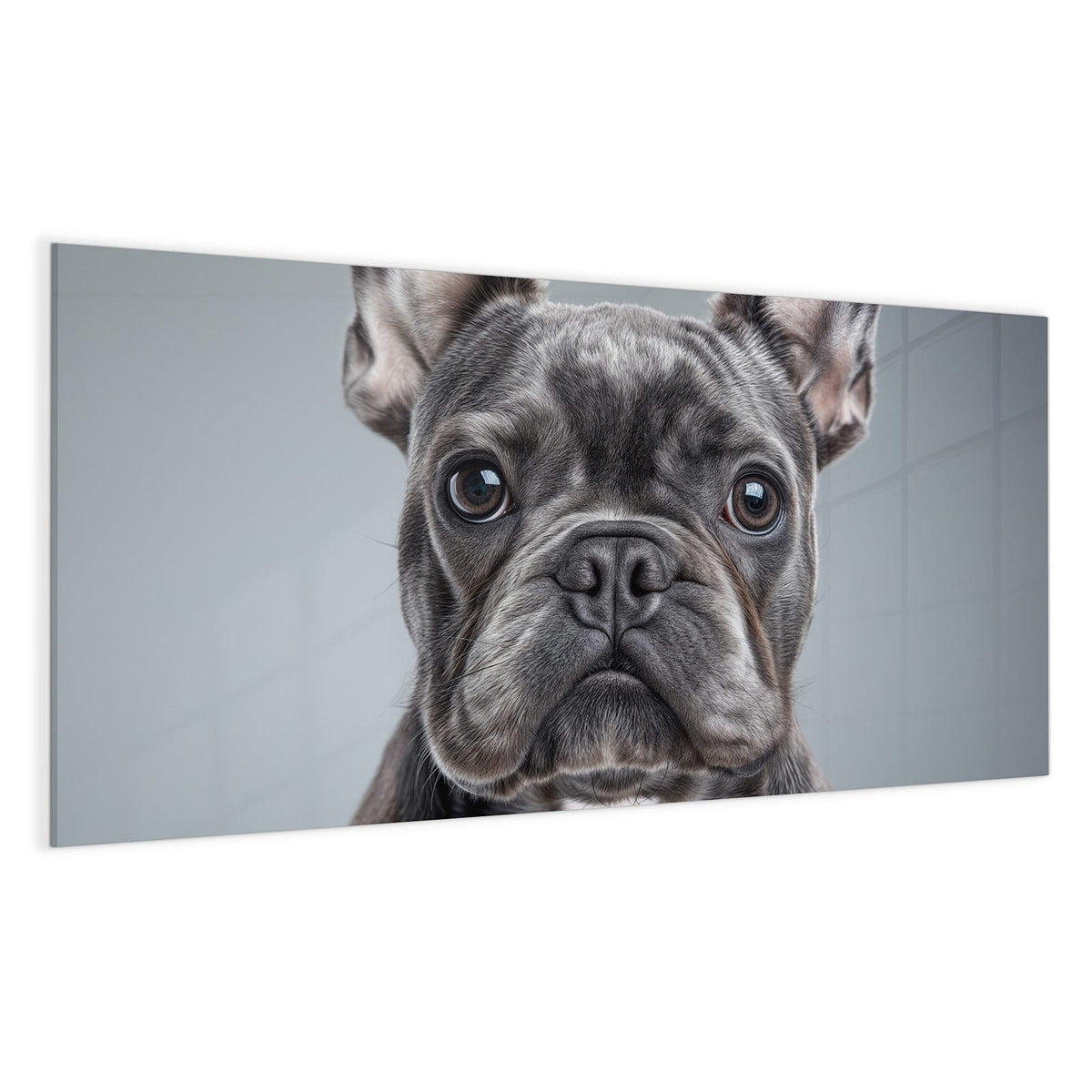 Graue Französische Bulldogge frontal, Kopf formatfüllend vor hellgrauem Hintergrund