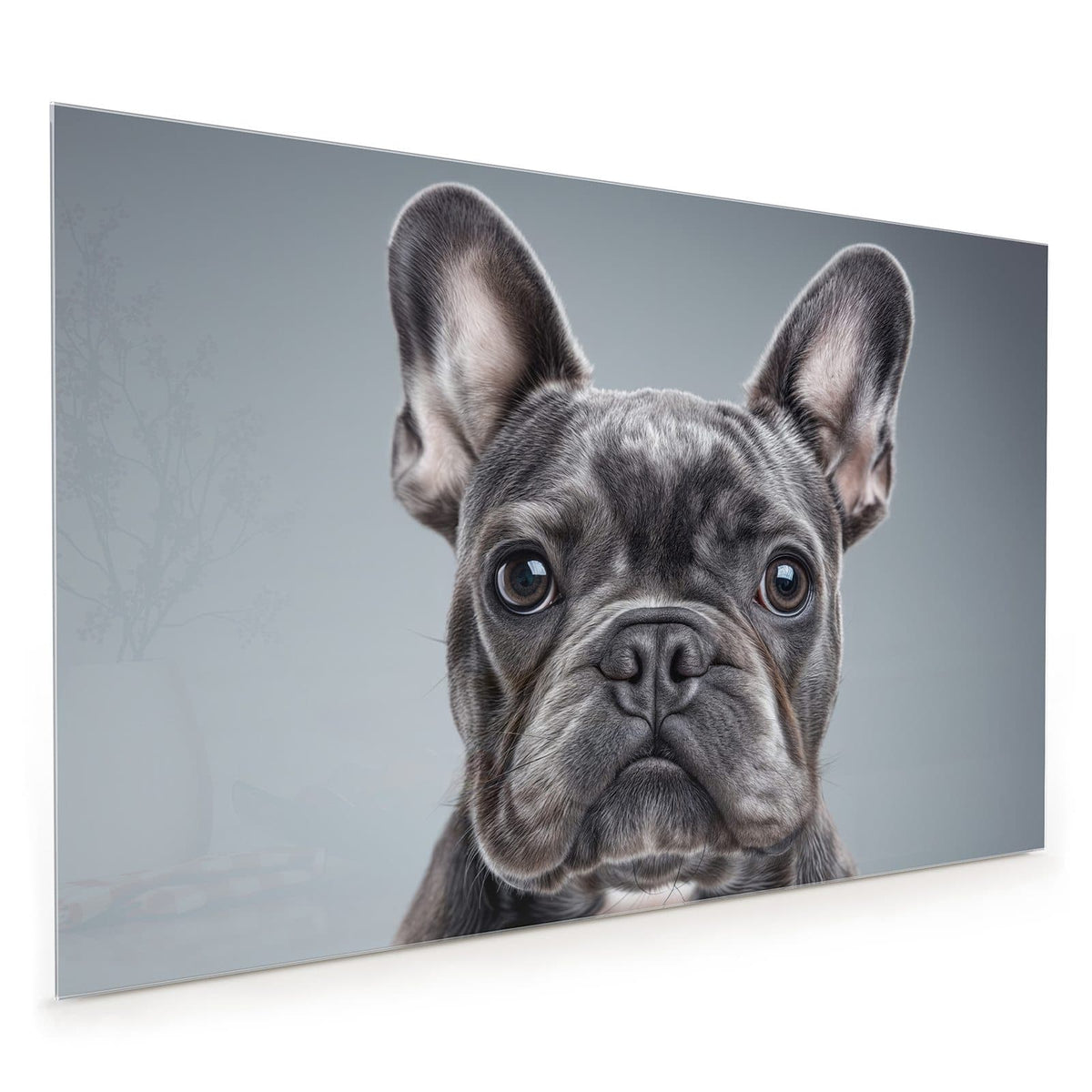 Küchenrückwand aus Glas im Hochformat: Graue Französische Bulldogge frontal, Kopf formatfüllend vor hellgrauem Hintergrund