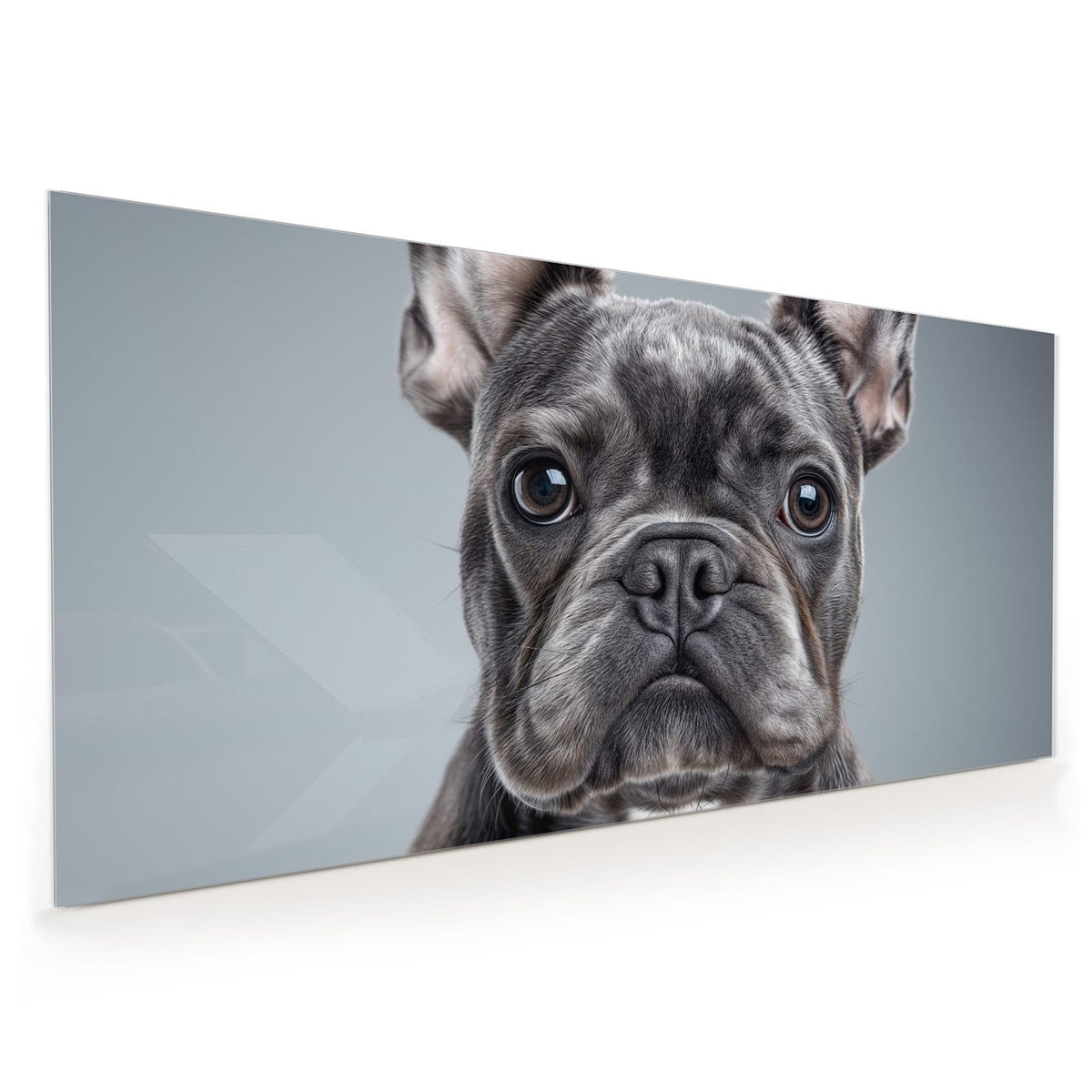 Graue Französische Bulldogge frontal, Kopf formatfüllend vor hellgrauem Hintergrund