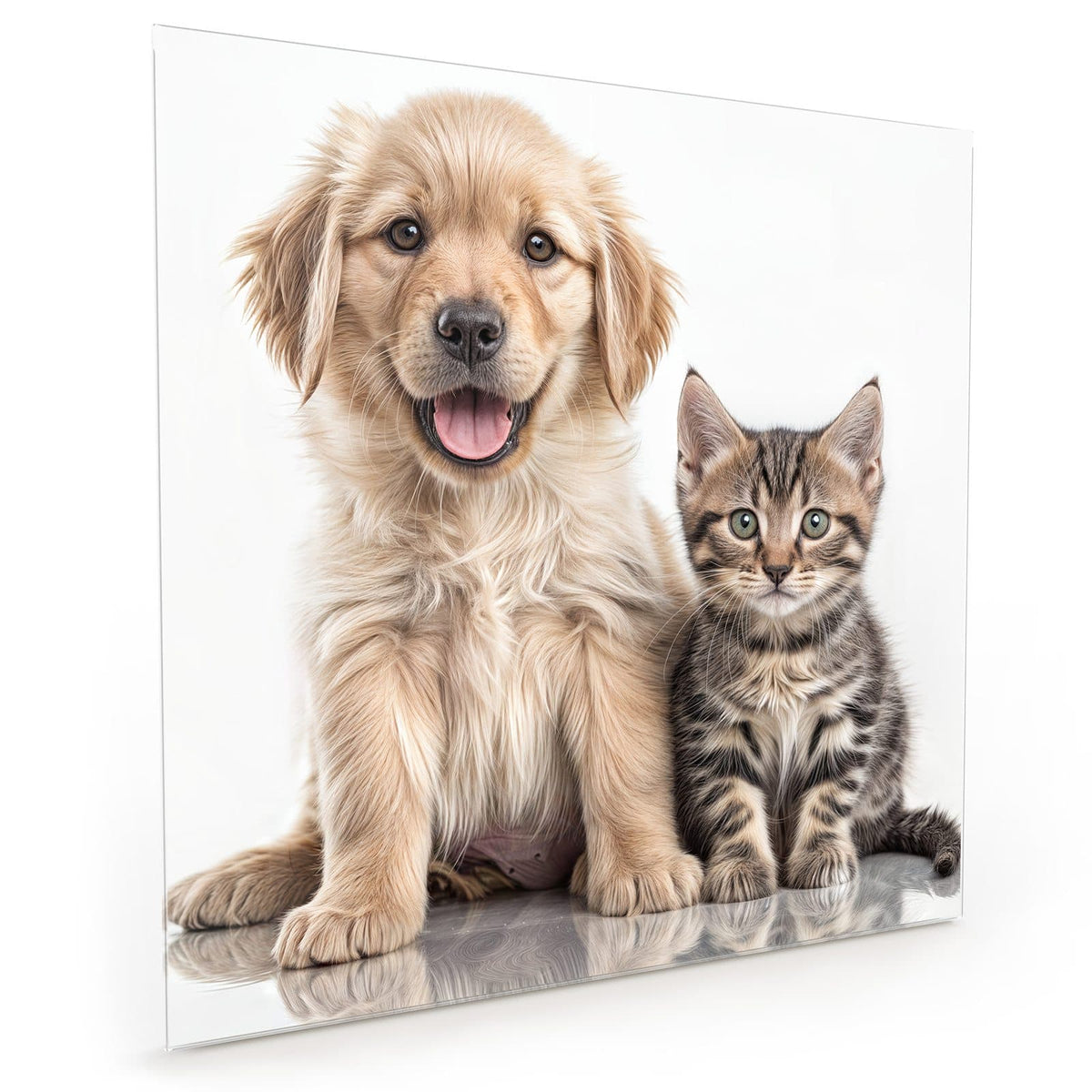 Küchenrückwand aus Glas im quadratischen Format: Golden-Retriever-Welpe sitzt neben einem getigerten Kätzchen auf Weiß