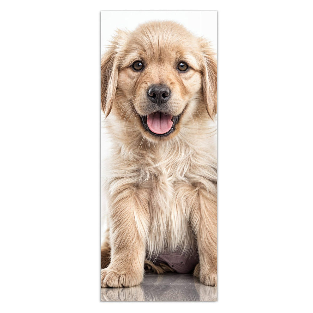 Golden-Retriever-Welpe sitzt neben einem getigerten Kätzchen auf Weiß