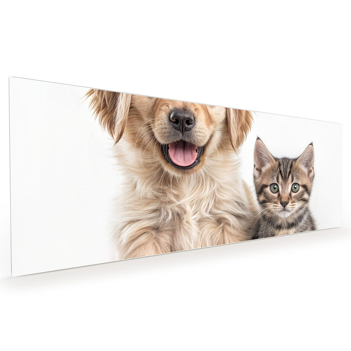 Küchenrückwand aus Glas im Hochformat: Golden-Retriever-Welpe sitzt neben einem getigerten Kätzchen auf Weiß