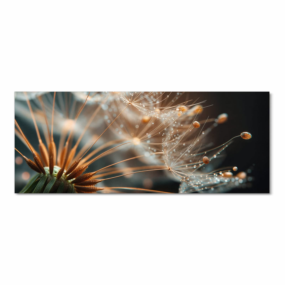 Makro von Pusteblumensamen, an den feinen Schirmen hängen Tautropfen wie Perlen