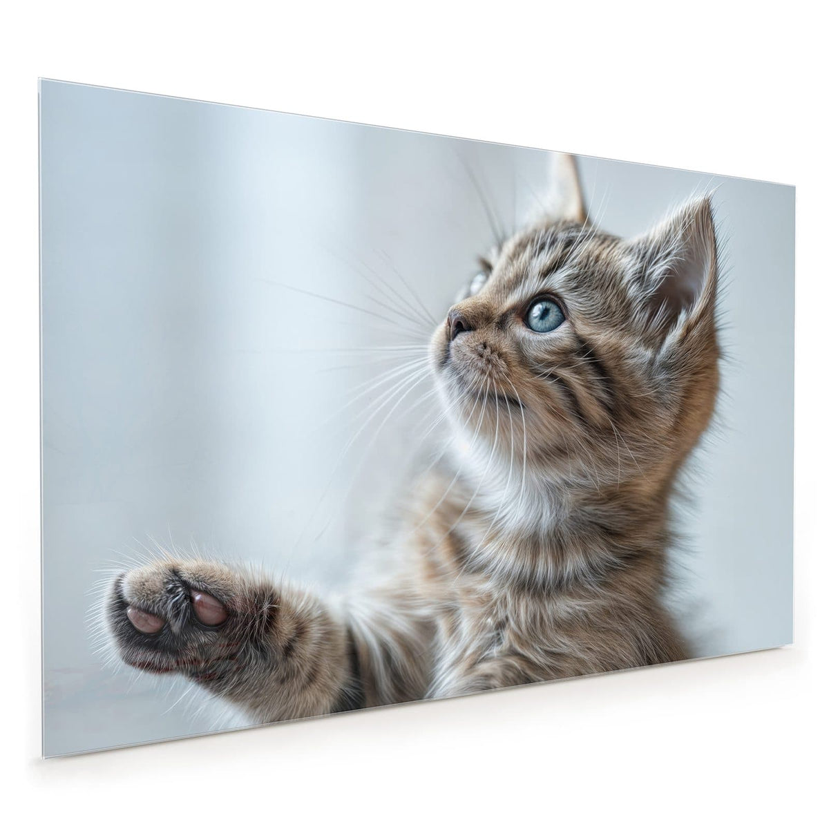 Küchenrückwand aus Glas im Hochformat: Getigertes Kätzchen mit blaugrauen Augen schaut nach oben, eine Pfote angehoben
