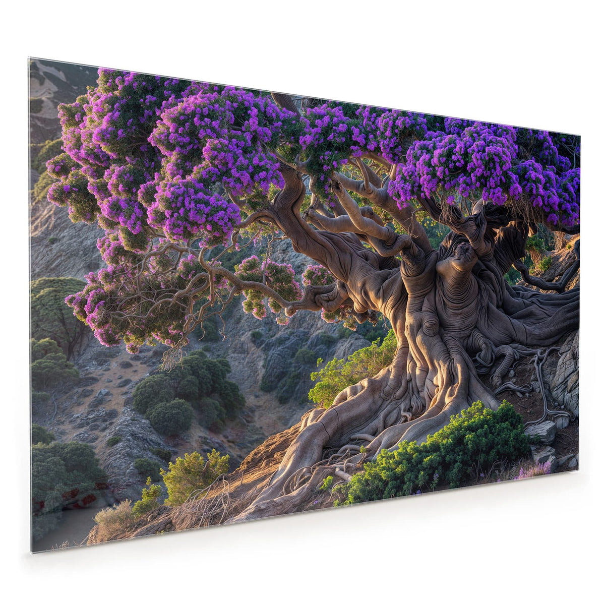 Küchenrückwand aus Glas im Hochformat: Knorriger Baum mit mächtigen Wurzeln und leuchtend violetter Blütenkrone an einem Hang