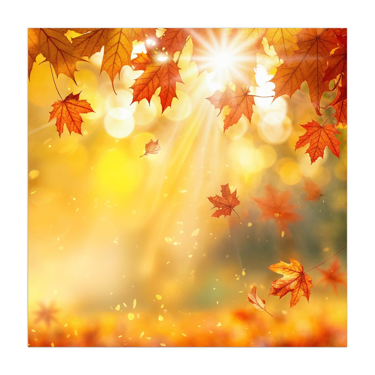 Rote Ahornblätter im Gegenlicht, Sonnenstrahlen und goldenes Bokeh