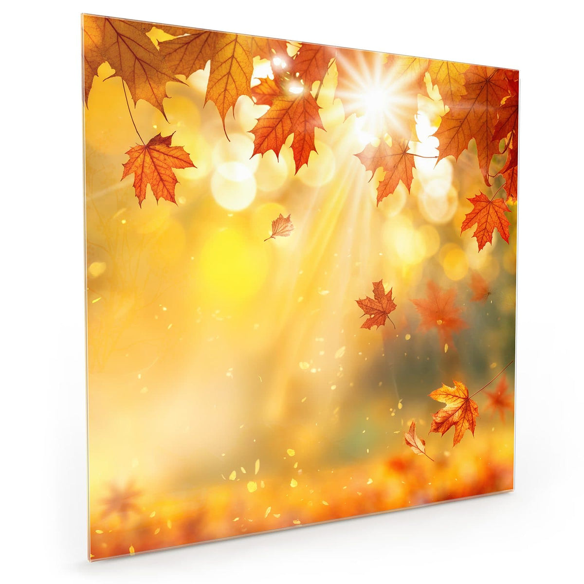 Küchenrückwand aus Glas im quadratischen Format: Rote Ahornblätter im Gegenlicht, Sonnenstrahlen und goldenes Bokeh #grösse_40 x 40 cm #grösse_50 x 50 cm #grösse_60 x 60 cm