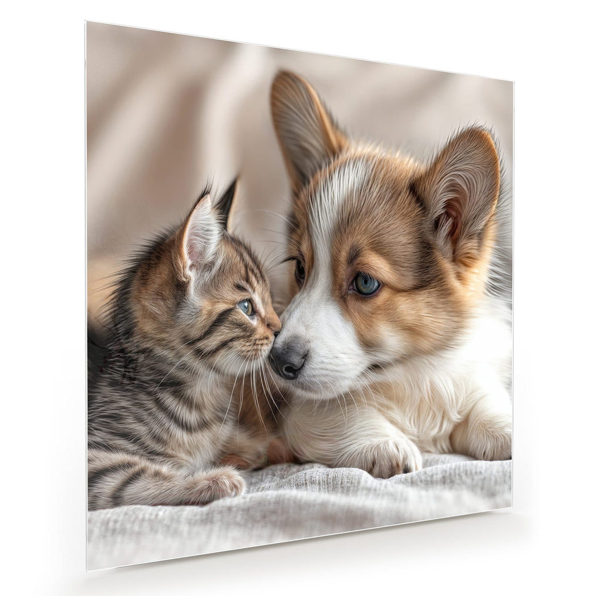 Corgi-Welpe und getigertes Kätzchen liegen Kopf an Kopf auf heller Decke