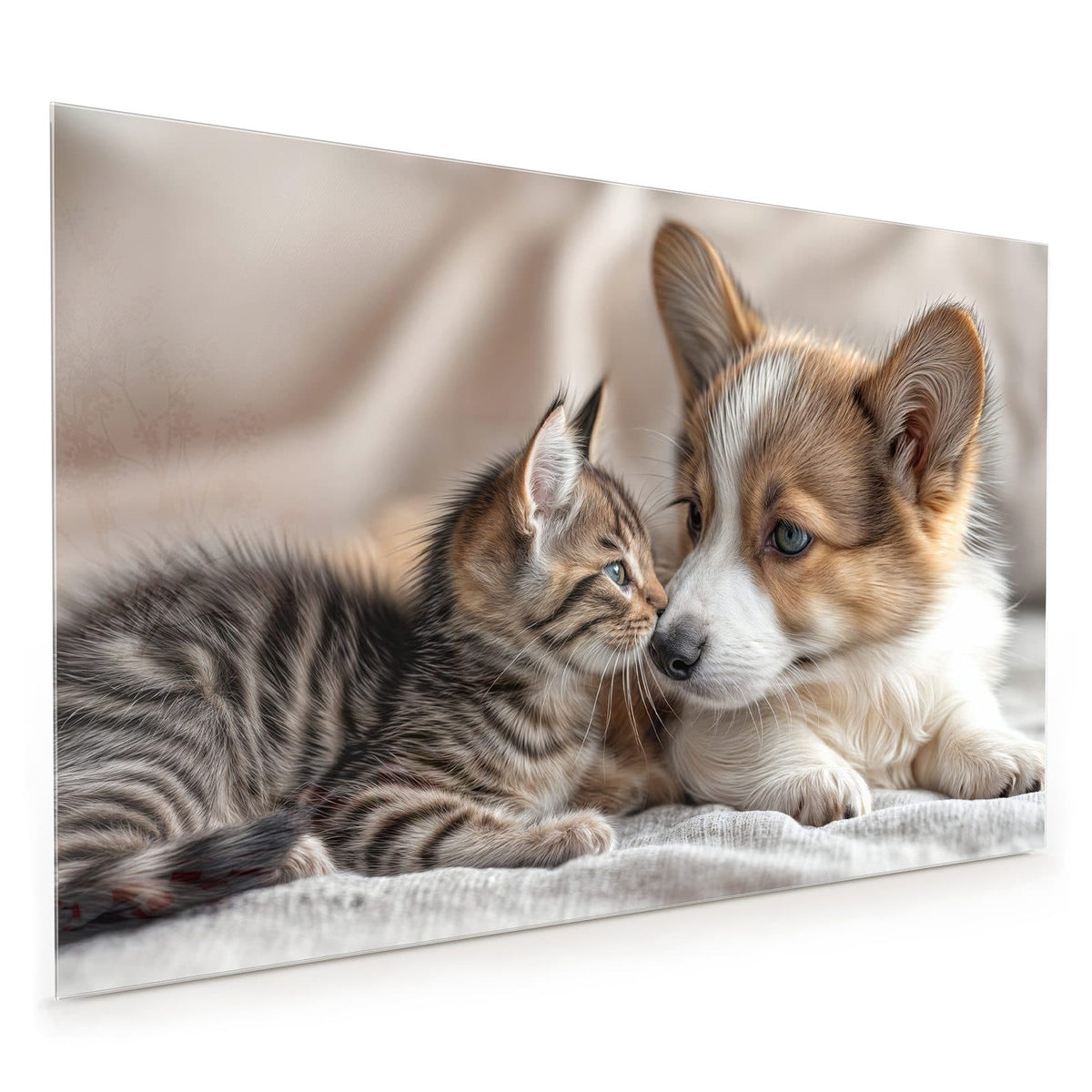 Küchenrückwand aus Glas im Hochformat: Corgi-Welpe und getigertes Kätzchen liegen Kopf an Kopf auf heller Decke