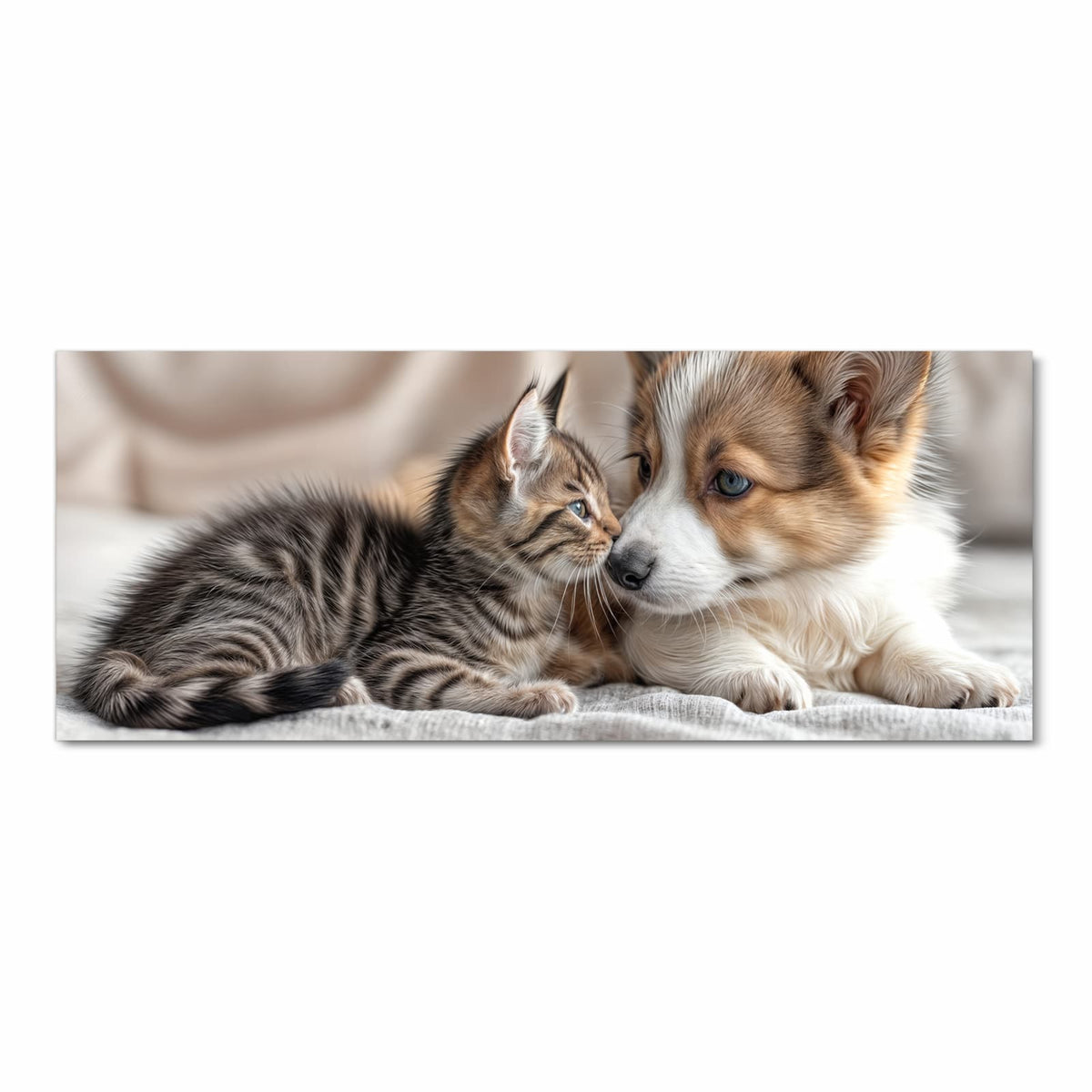Corgi-Welpe und getigertes Kätzchen liegen Kopf an Kopf auf heller Decke