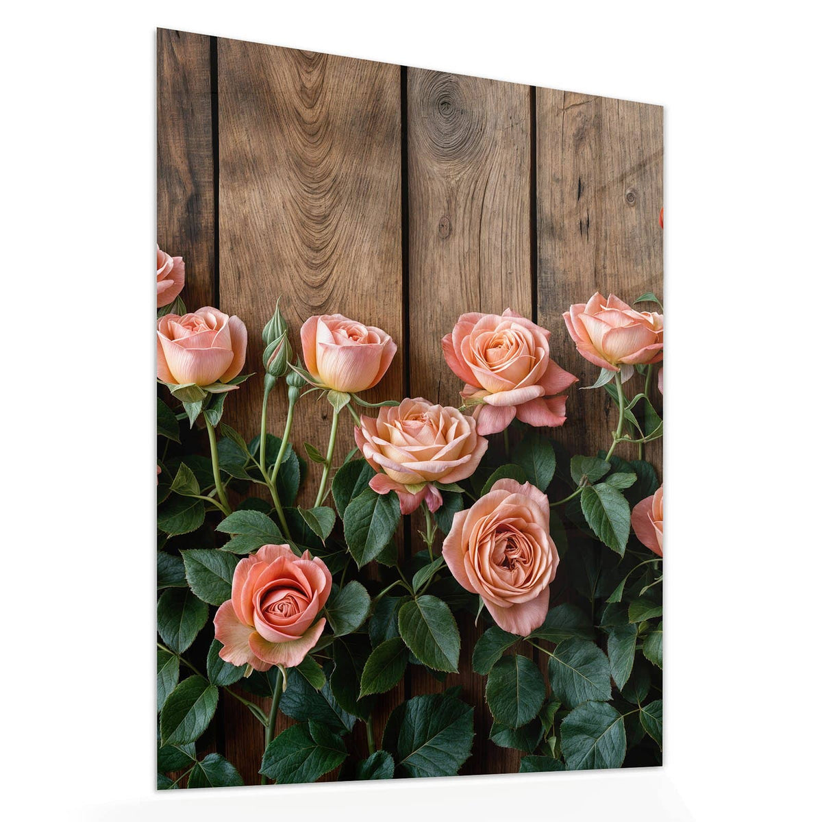 Echtglas, 4 mm – kein Acryl, keine Folie – Wandbild - Rosen vor Holzwand - Hochformat