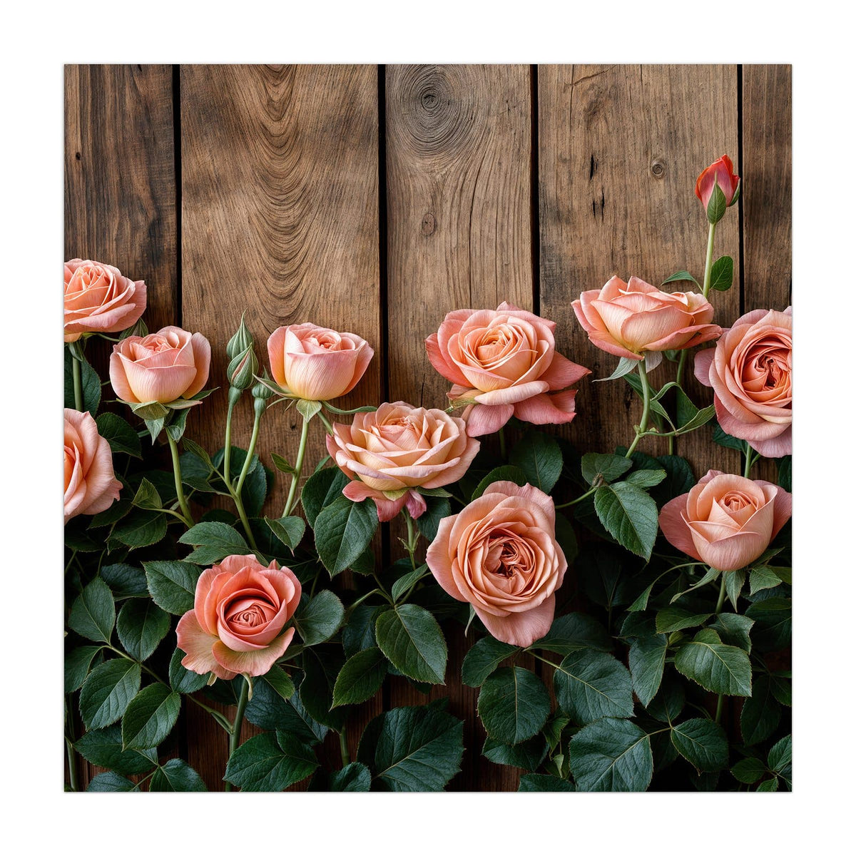 Küchenrückwand aus Glas Rosen vor Holzwand im quadratischen Format, Motiv bildfüllend von vorn