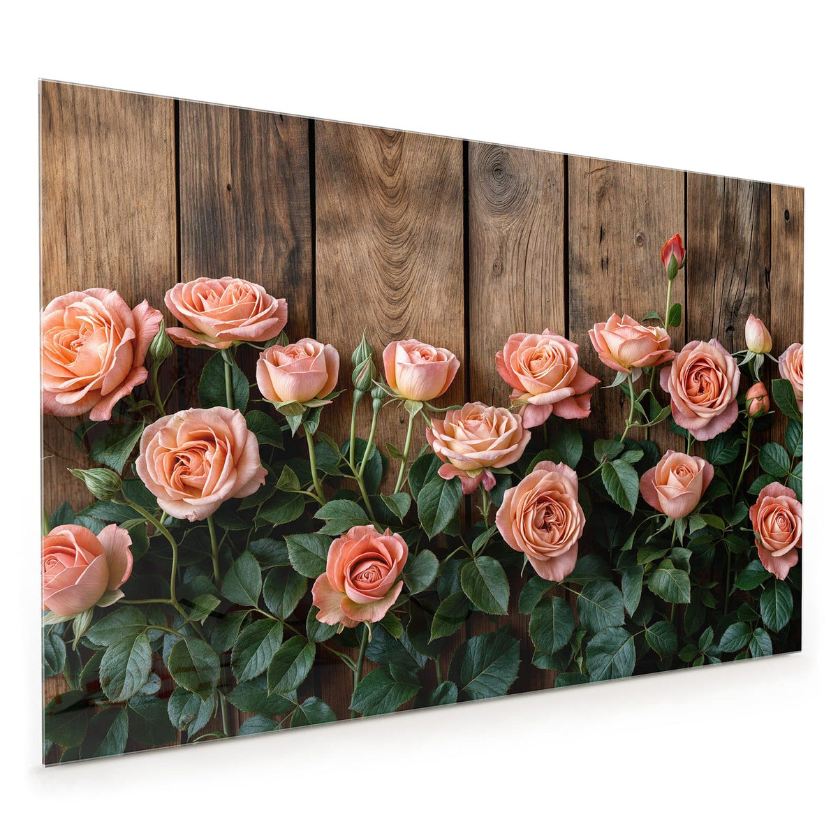 Küchenrückwand aus Glas im Hochformat mit Motiv Rosen vor Holzwand: Apricotfarbene Rosen mit dunkelgrünem Laub vor einer Wand aus rustikalen Holzbrettern.