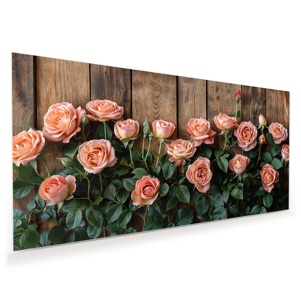 Apricotfarbene Rosen mit dunkelgrünem Laub vor einer Wand aus rustikalen Holzbrettern.
