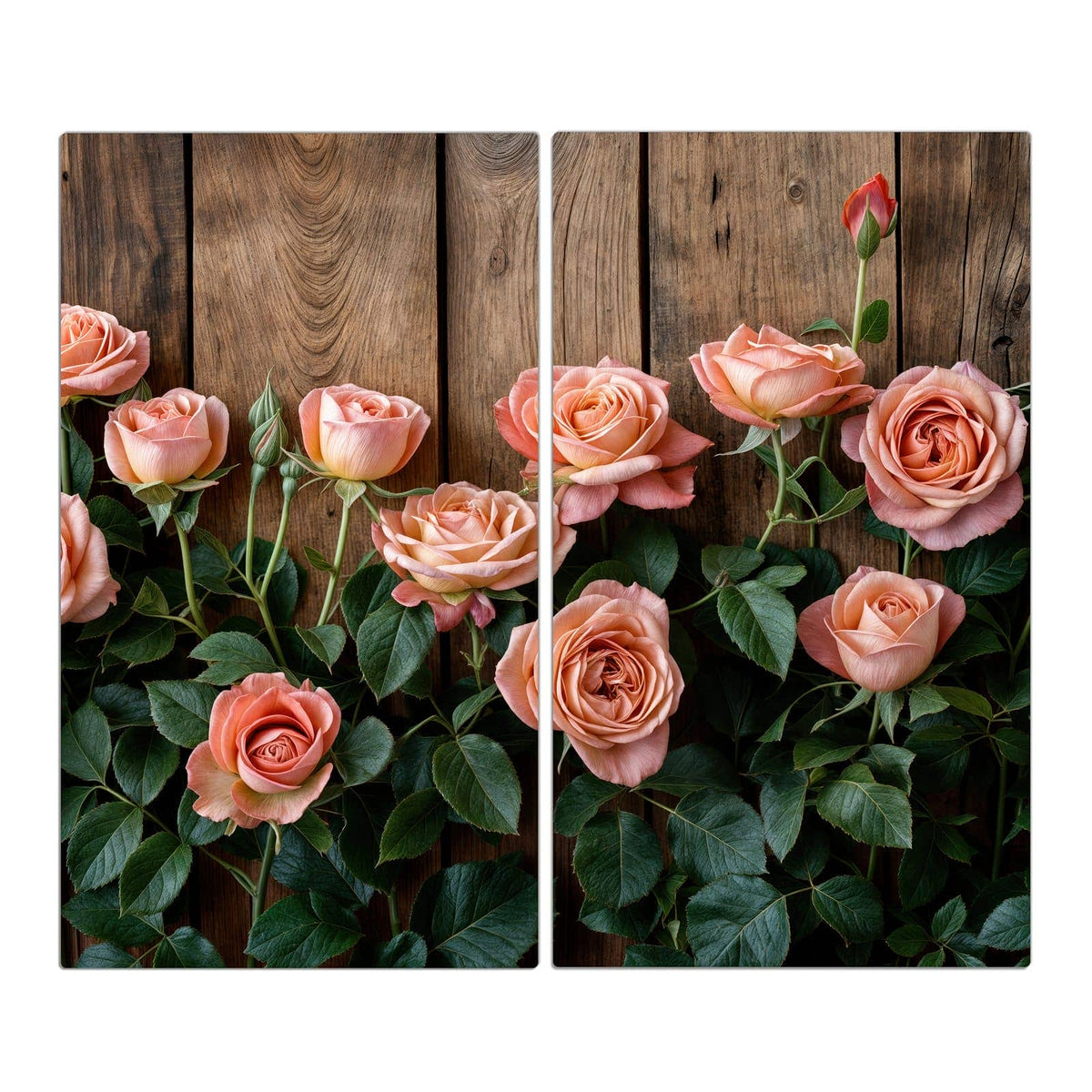 Apricotfarbene Rosen mit dunkelgrünem Laub vor einer Wand aus rustikalen Holzbrettern.